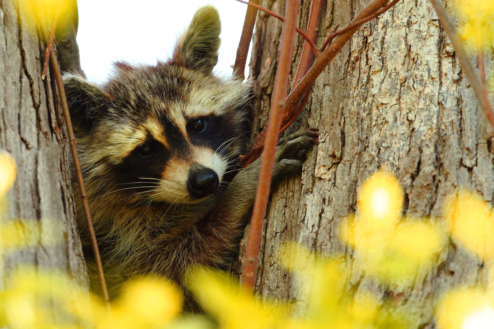 Download mobile wallpaper Raccoon, Muzzle, Branches, Tree, Animal, Wood, Animals for free.