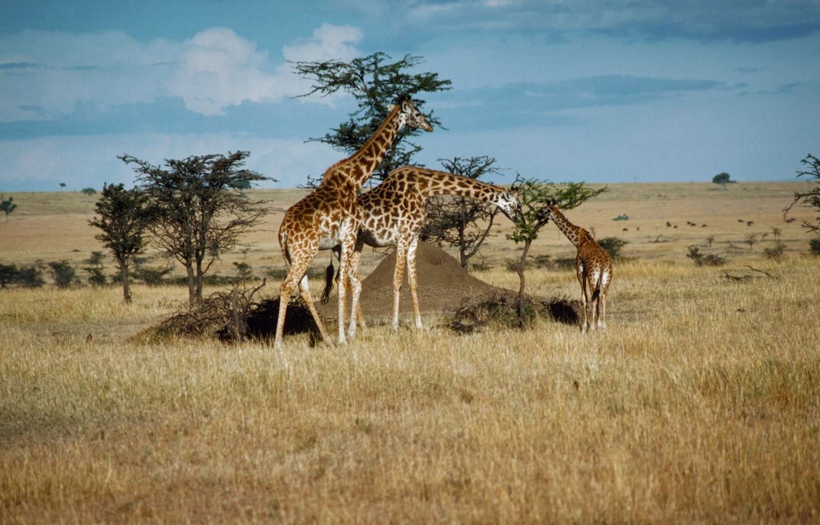 46220 descargar fondo de pantalla jirafas, animales, paisaje: protectores de pantalla e imágenes gratis