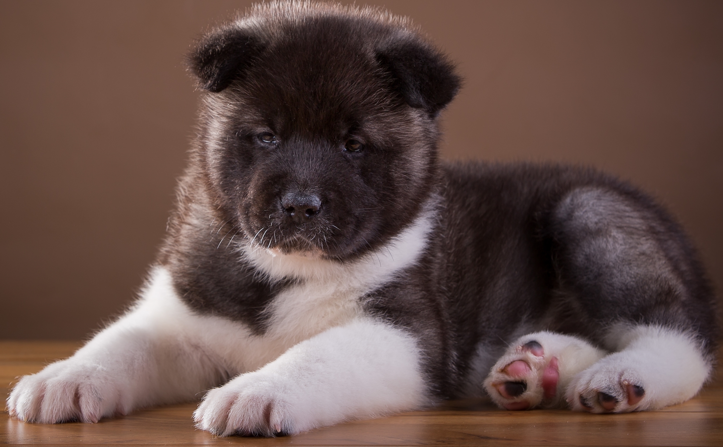 Download mobile wallpaper Akita, Animals, Puppy, Dog for free.