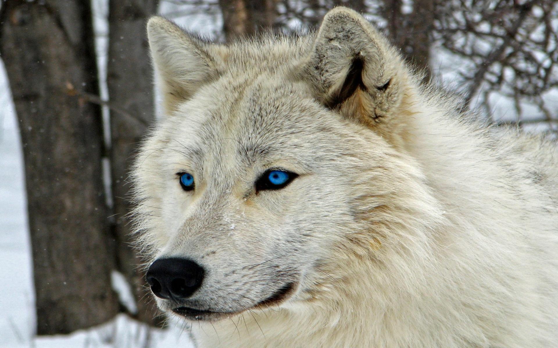 Очень красивый волк