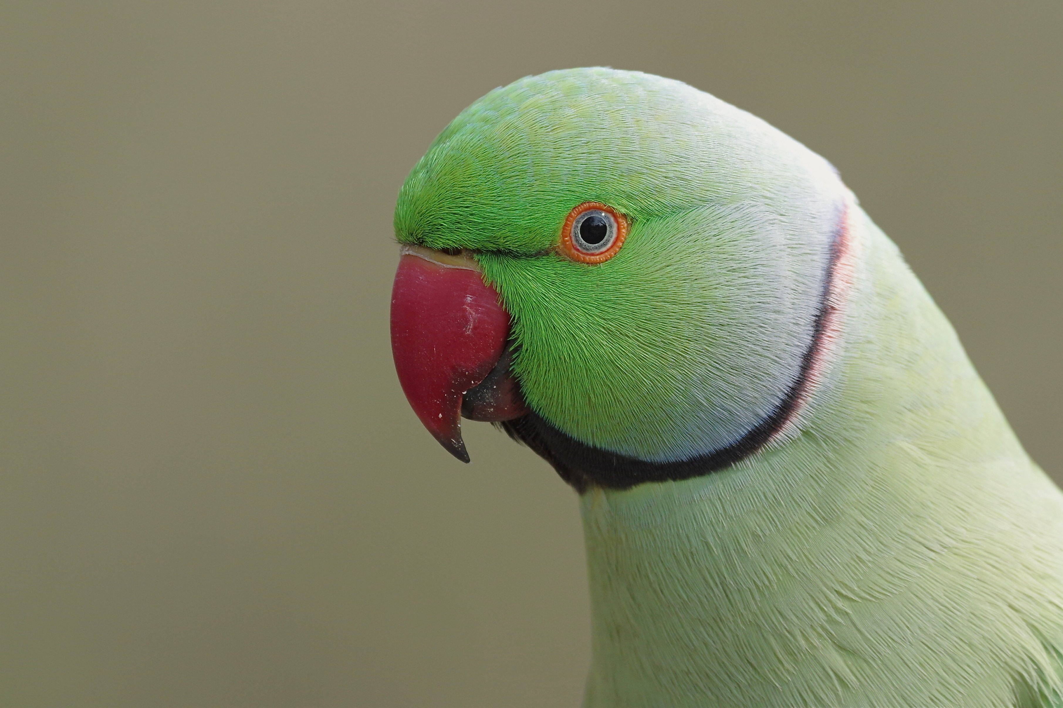 Зеленый Попугай С Красным Клювом