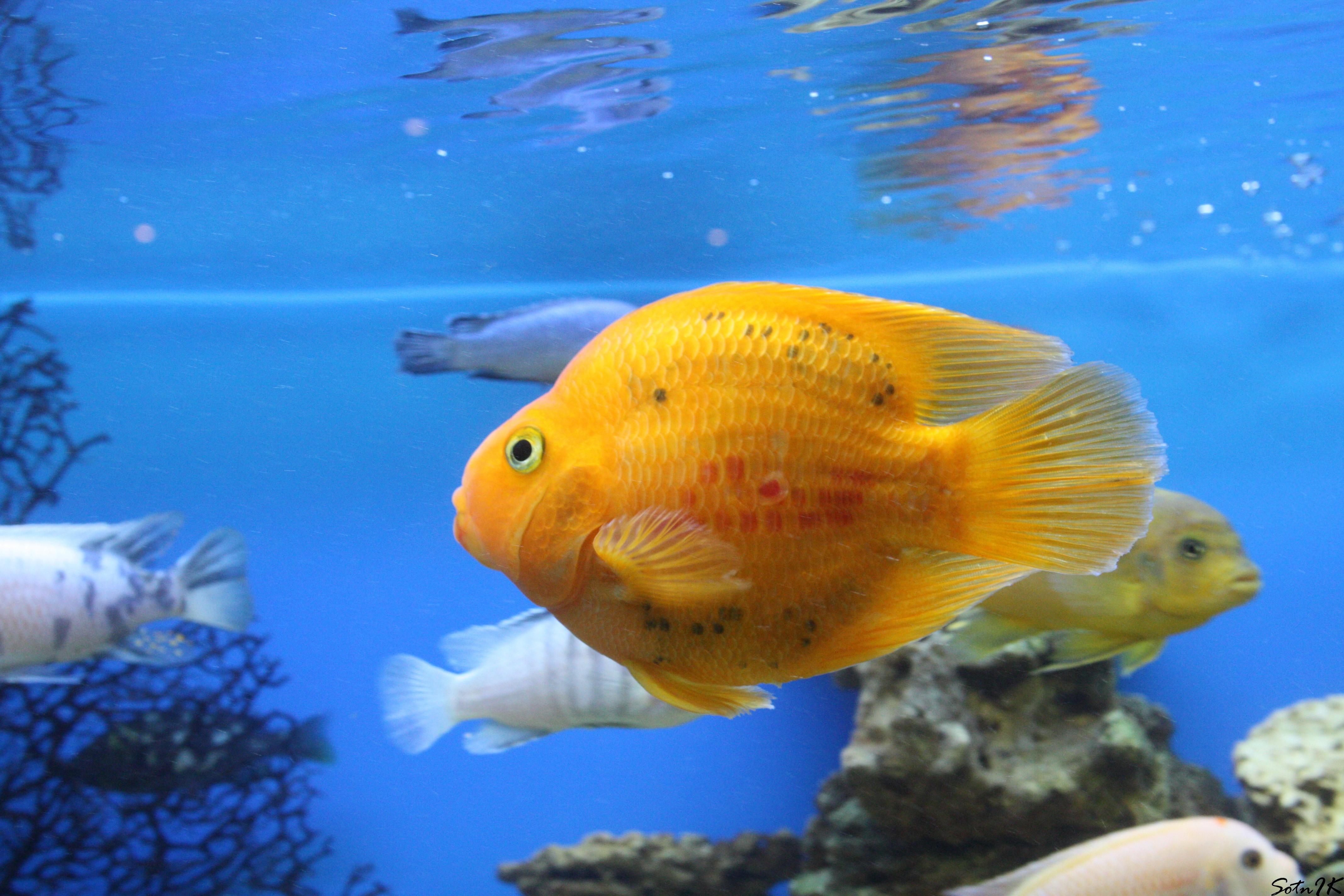 Laden Sie das Fische, Schwimmen, Tiere, Unterwasserwelt-Bild kostenlos auf Ihren PC-Desktop herunter