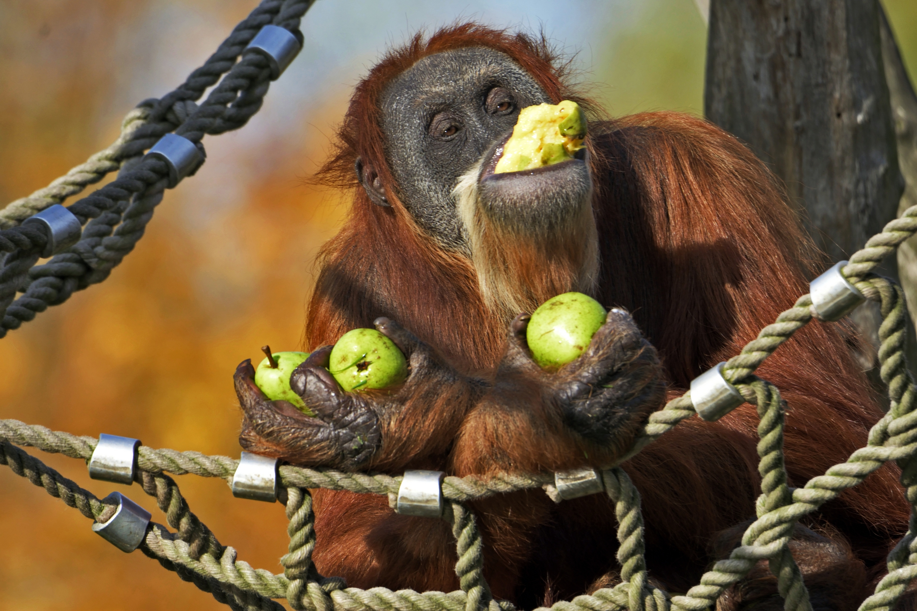 animal, orangutan, hammock, monkey, pear, monkeys