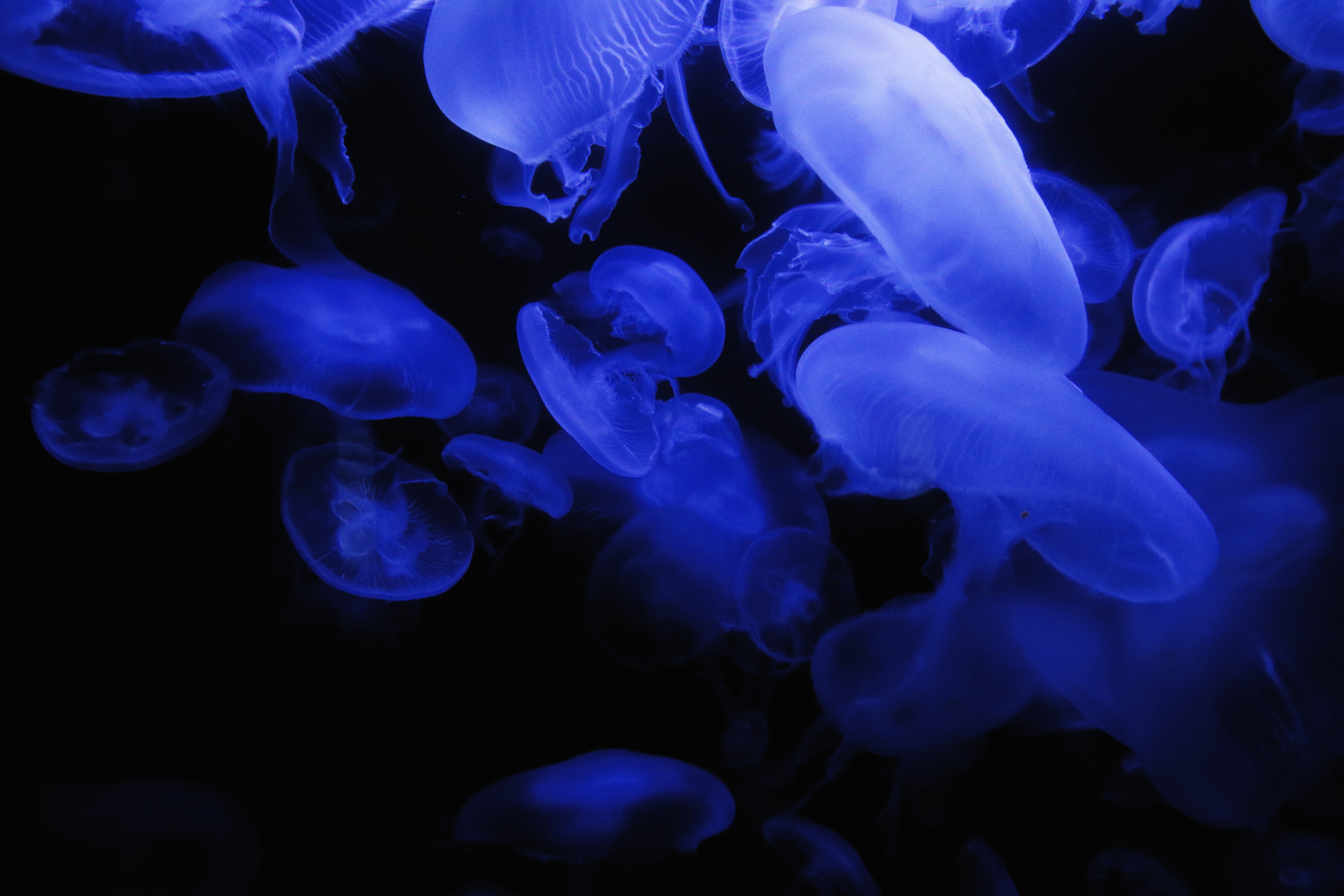74766 Hintergrundbild herunterladen jellyfish, blau, dunkel, glühen, glow, unterwasserwelt - Bildschirmschoner und Bilder kostenlos
