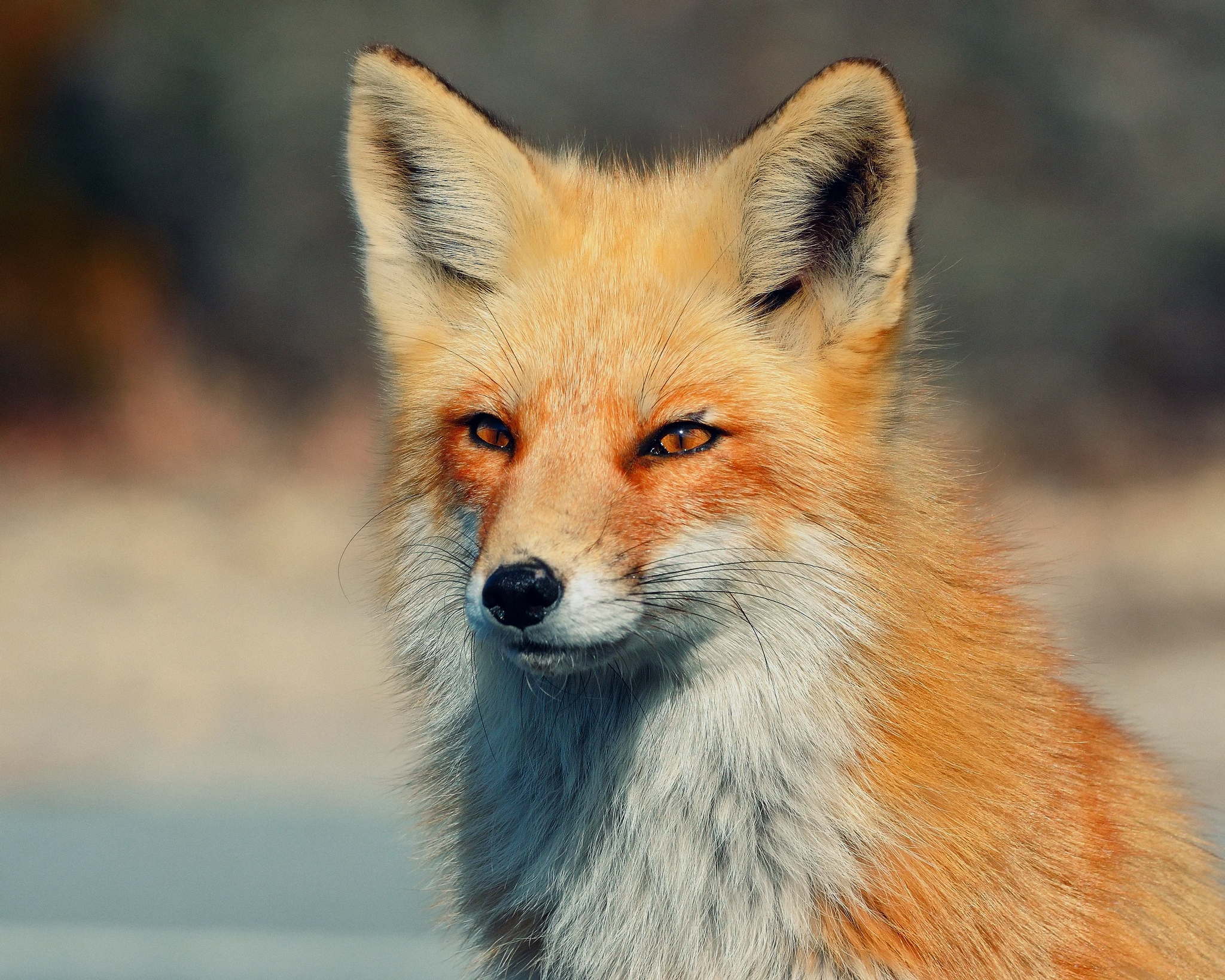 fox, animals, eyes, sight, opinion download HD wallpaper
