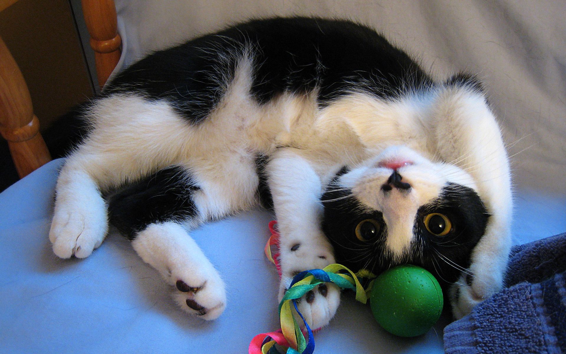 playful, animals, kitty, kitten, to lie down, lie, toy Smartphone Background