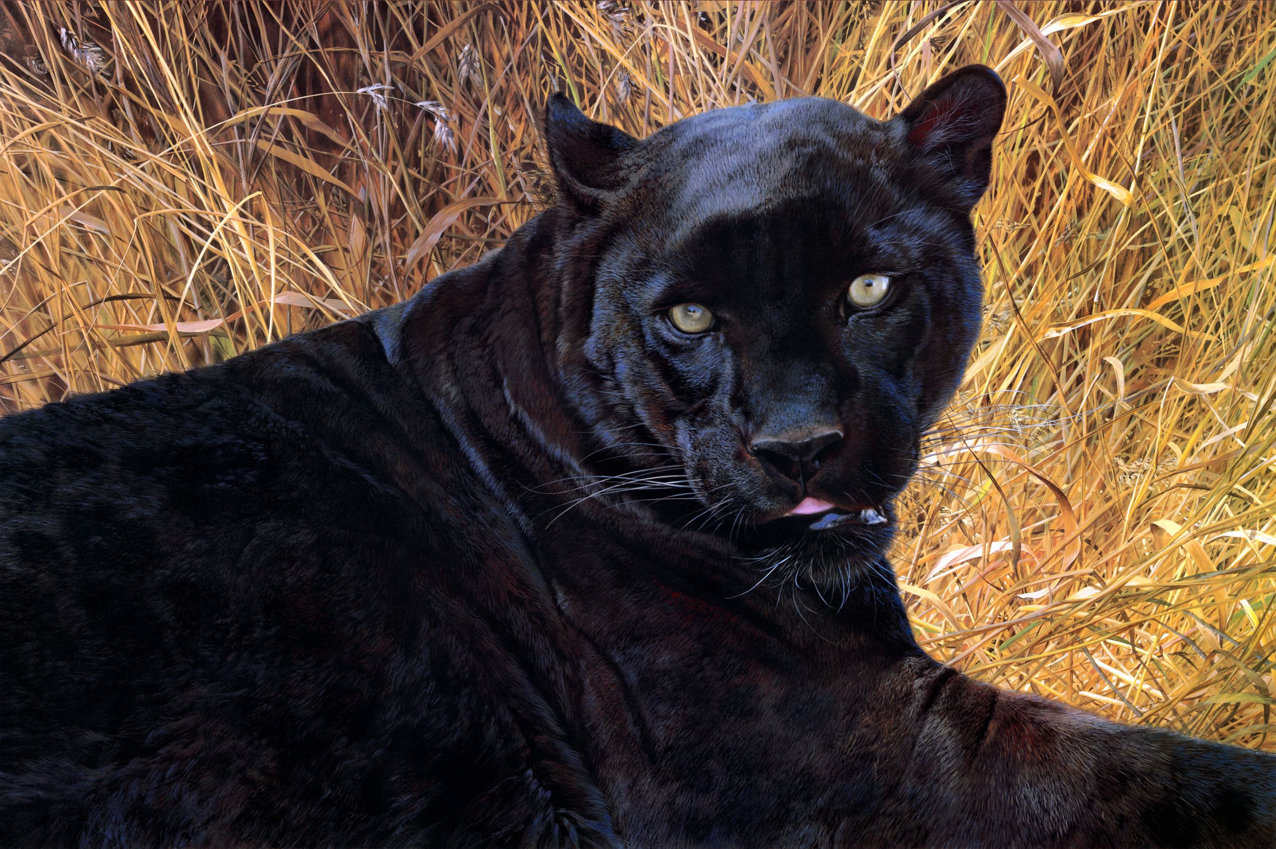 Фотография черной пантеры