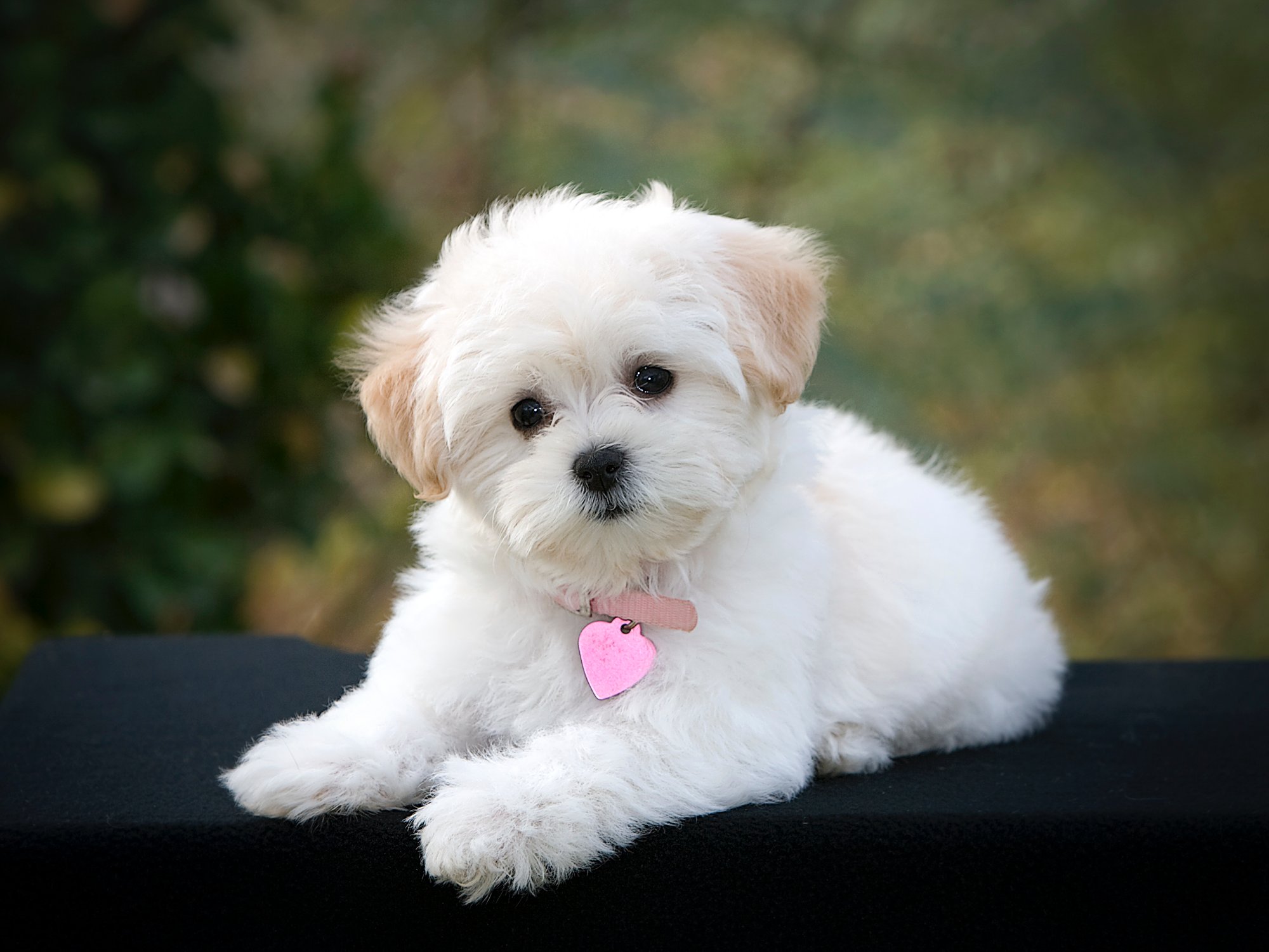 Premium Photo  Cute dog for wallpaper and graphic designsselective focus  2d illustration