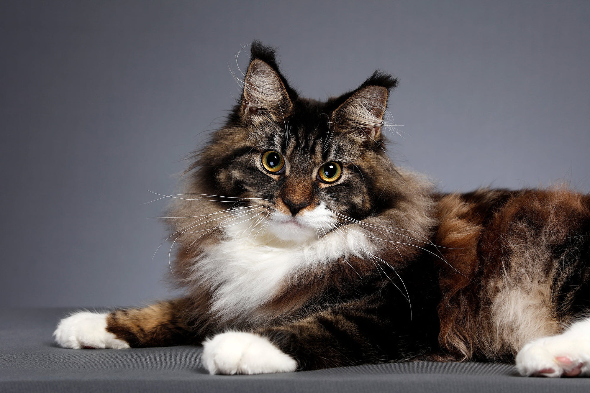 488590 Bild herunterladen tiere, katze, amerikanische waldkatze, katzen - Hintergrundbilder und Bildschirmschoner kostenlos