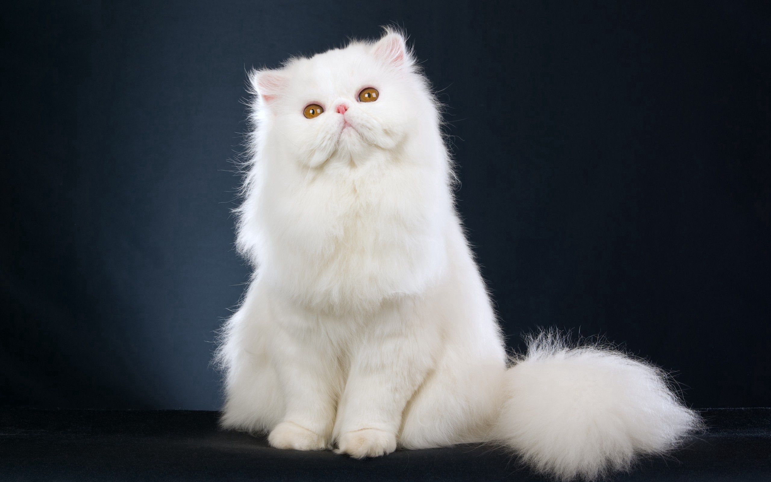 animals, cat, fluffy, beautiful, is sitting, sits HD wallpaper