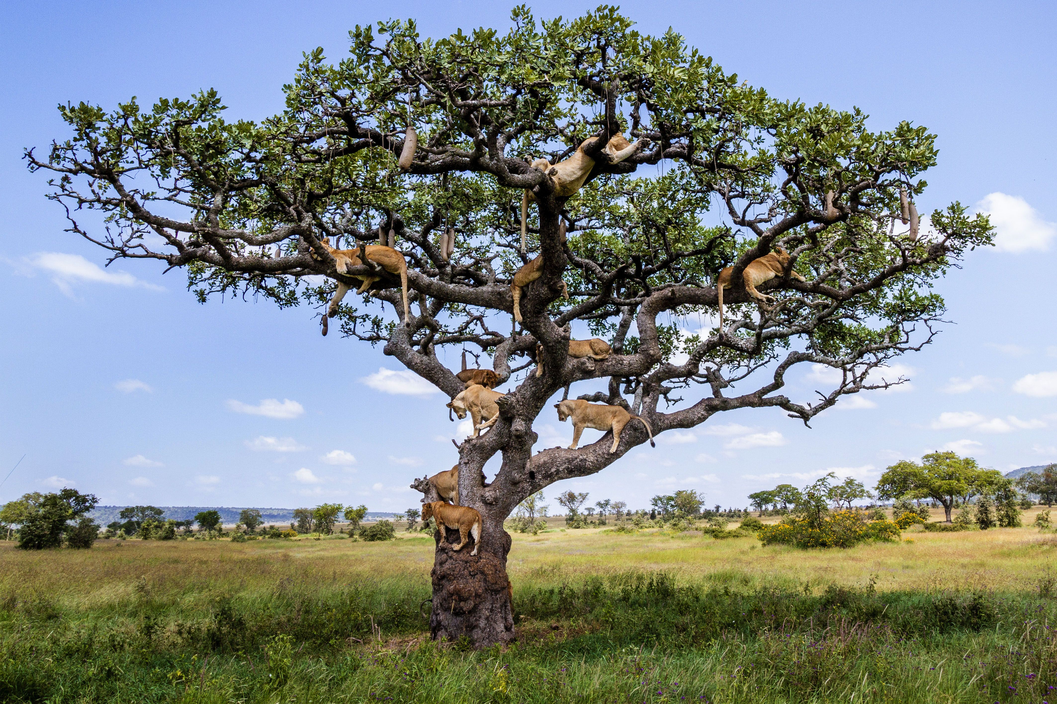 Animal tree. Дерево Сандал Южная Индия. Серенгети дерево. Дуб Серенгети. Сандаловое дерево Африка.