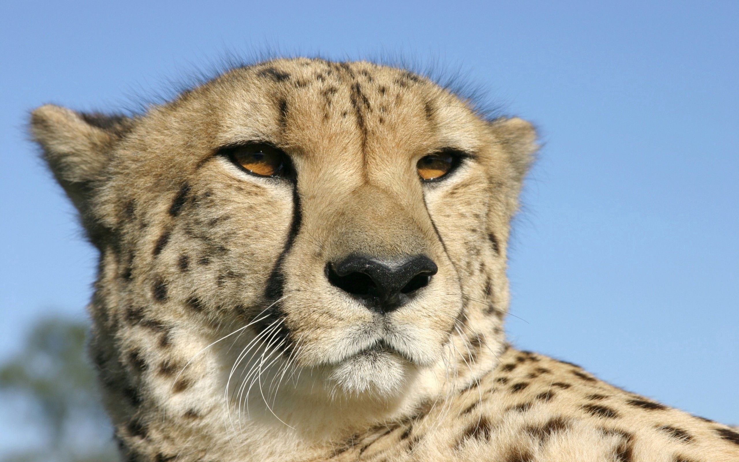 Download mobile wallpaper Spotted, Spotty, Animals, Muzzle, Color, Cheetah for free.
