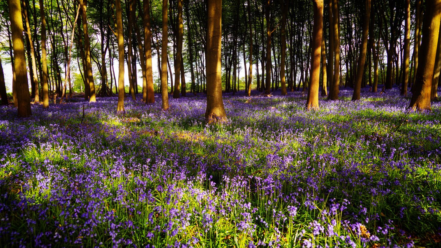 Meadows of Bluebells