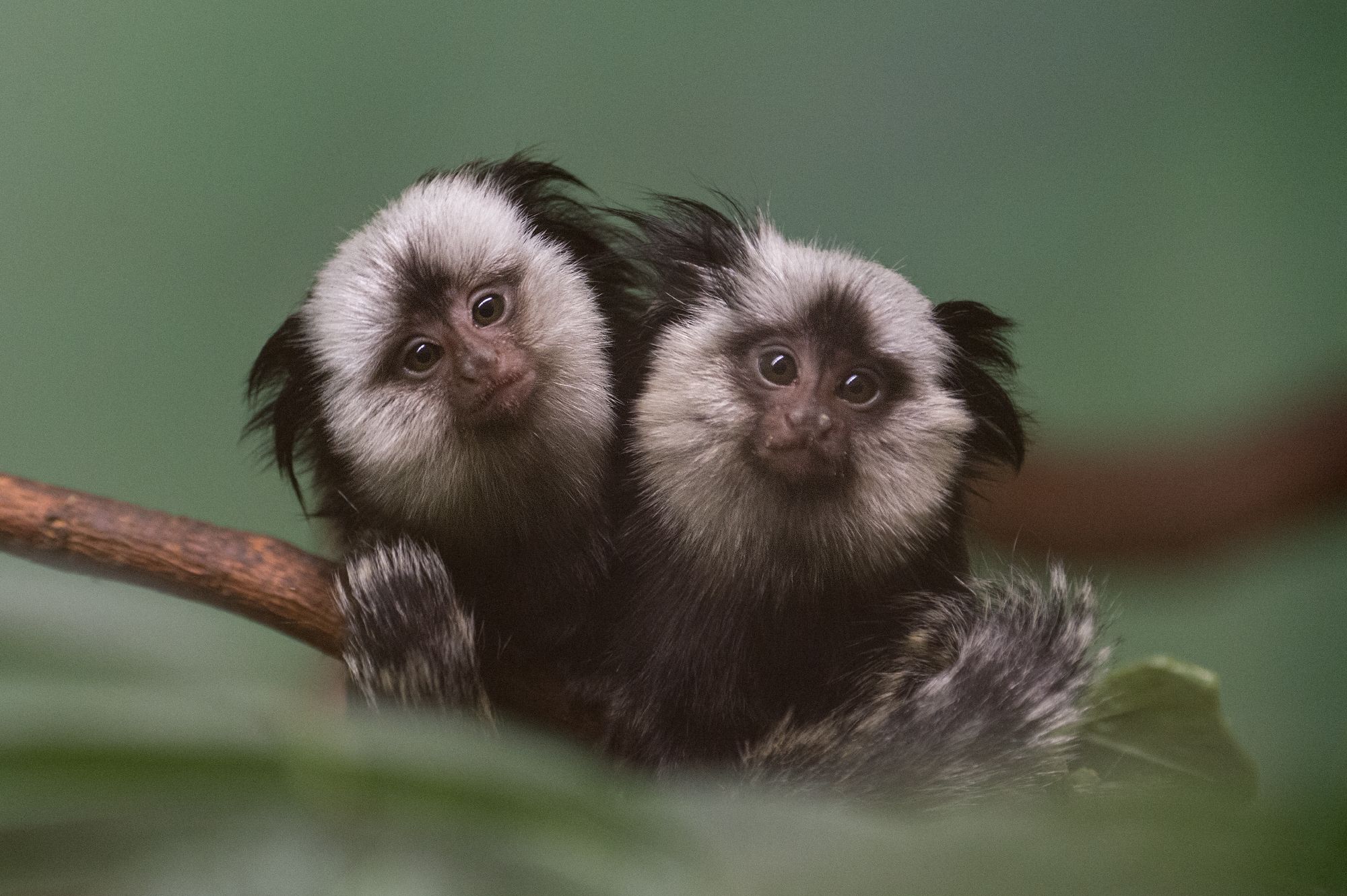 animal, marmoset, monkey High Definition image