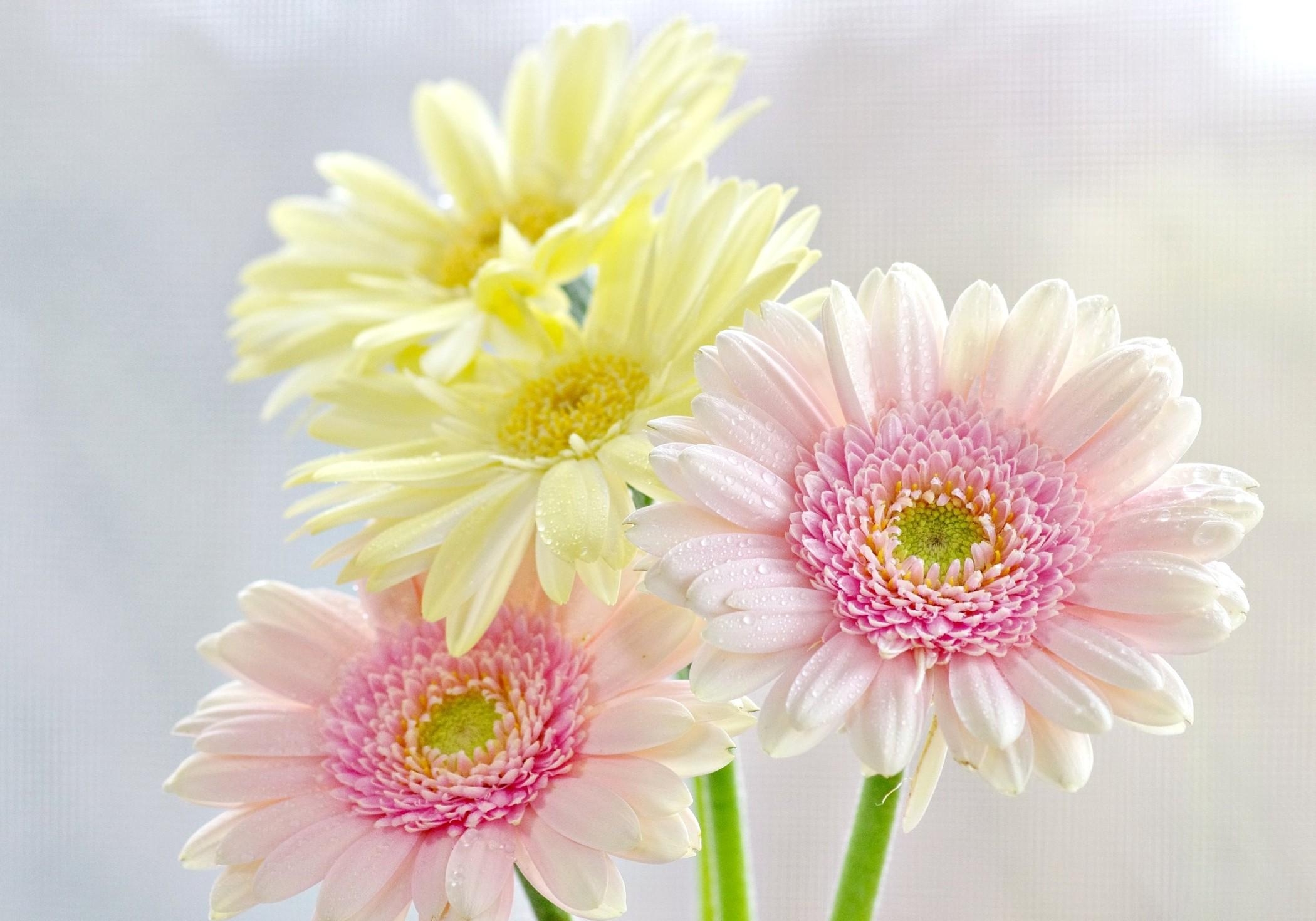 Free HD tenderness, flowers, drops, gerberas, bouquet, freshness