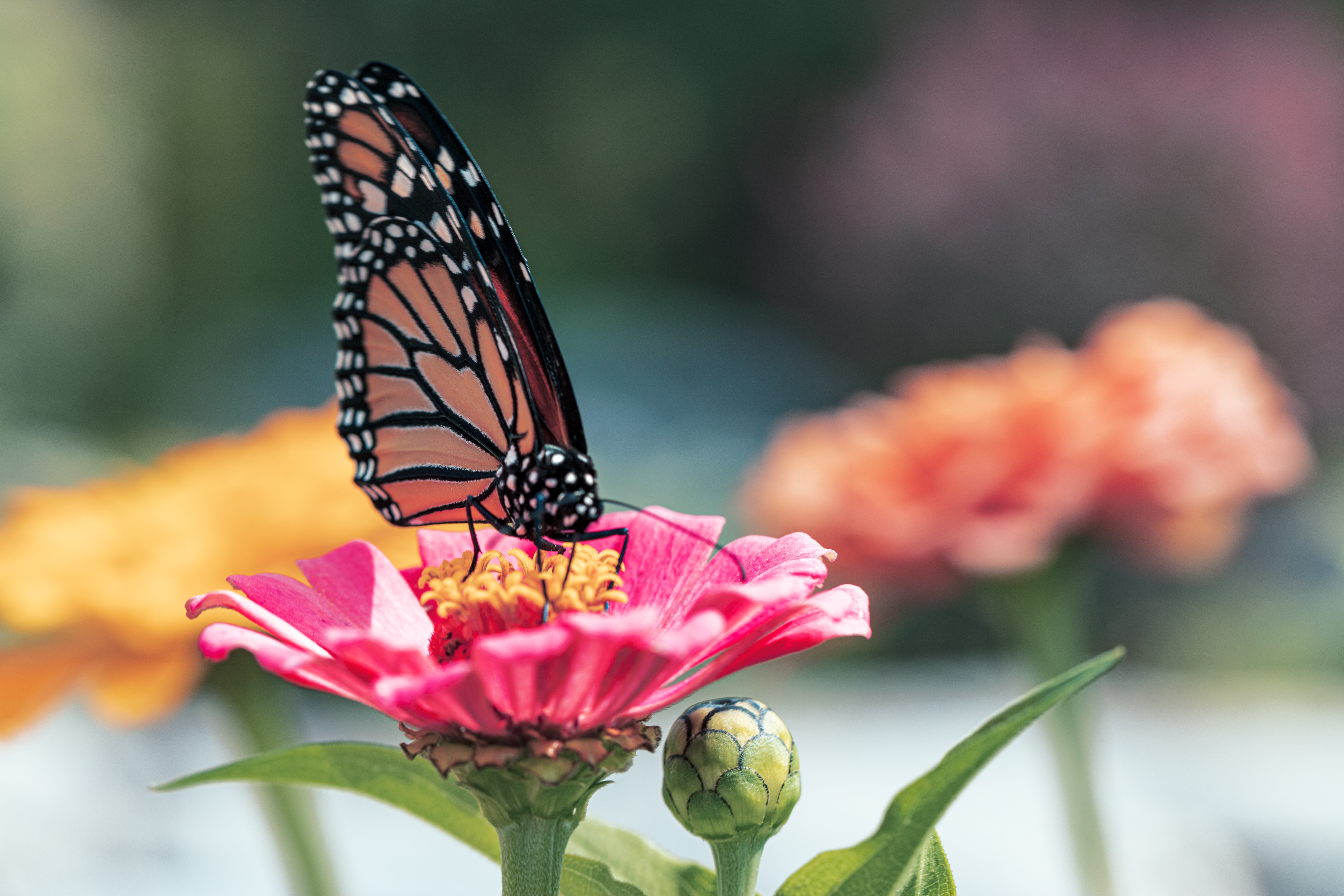 wallpapers butterfly, animals, flower, petals, wings