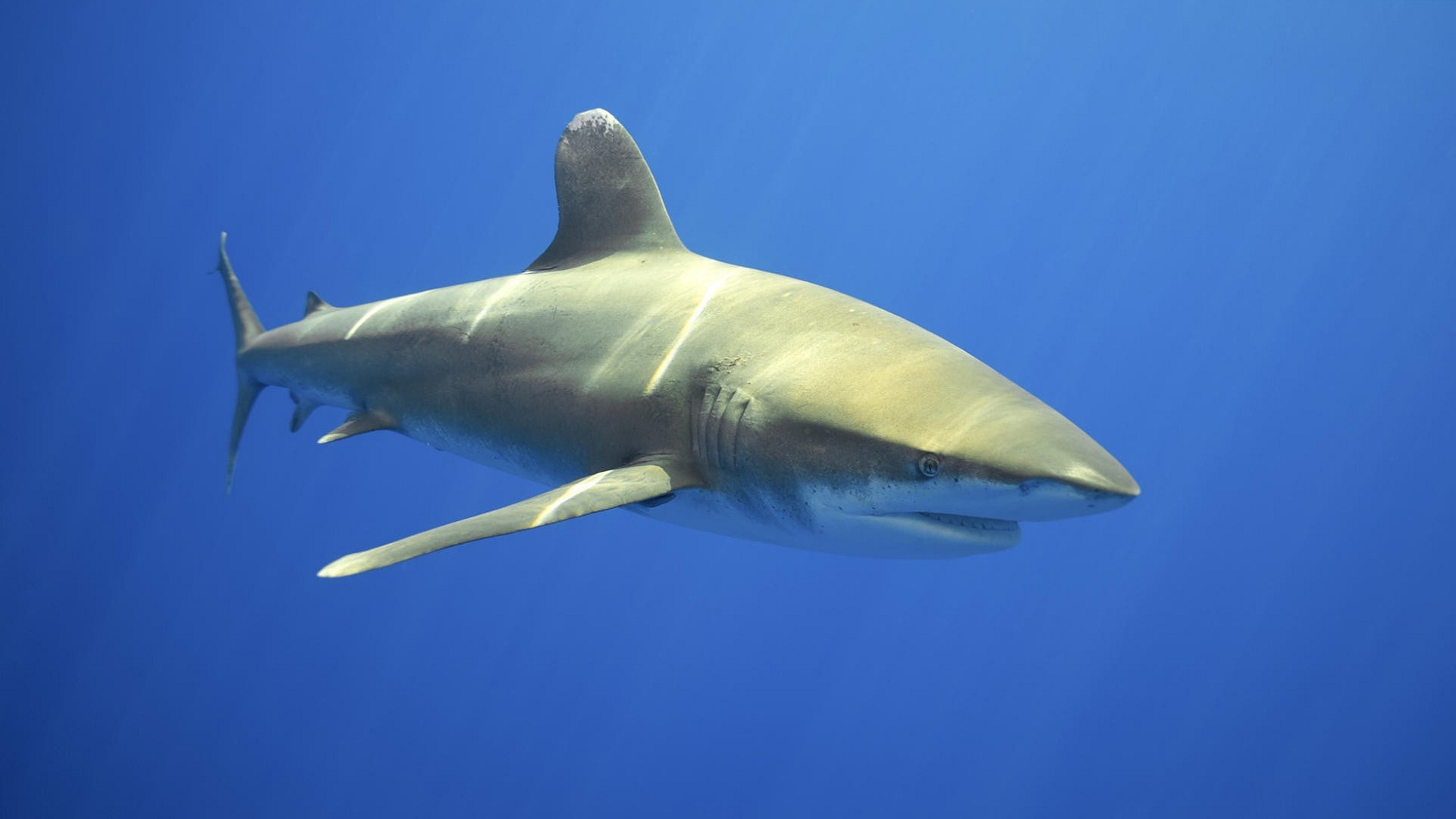 Тихоокеанская сельдевая акула