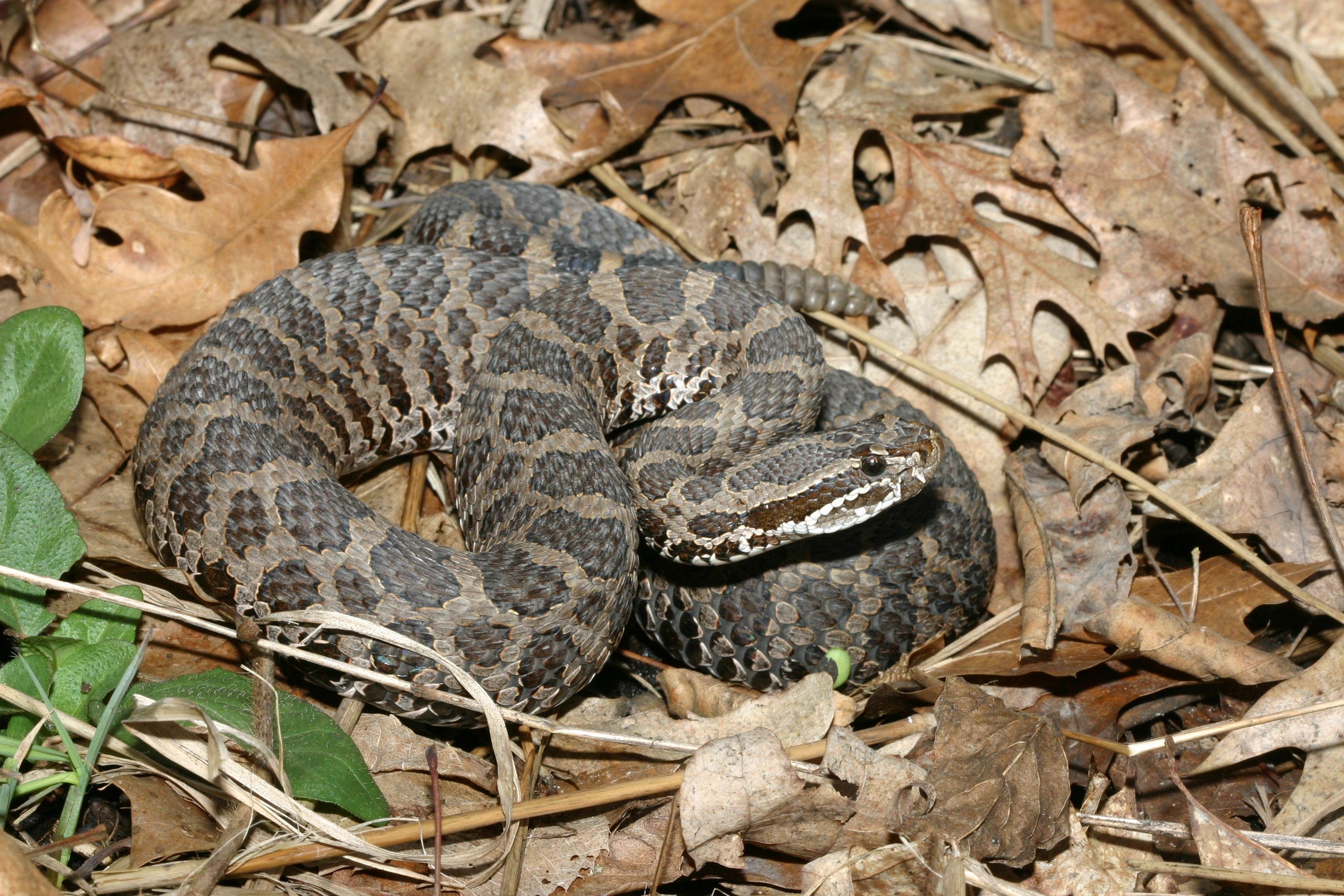 Download background animal, rattlesnake, reptiles