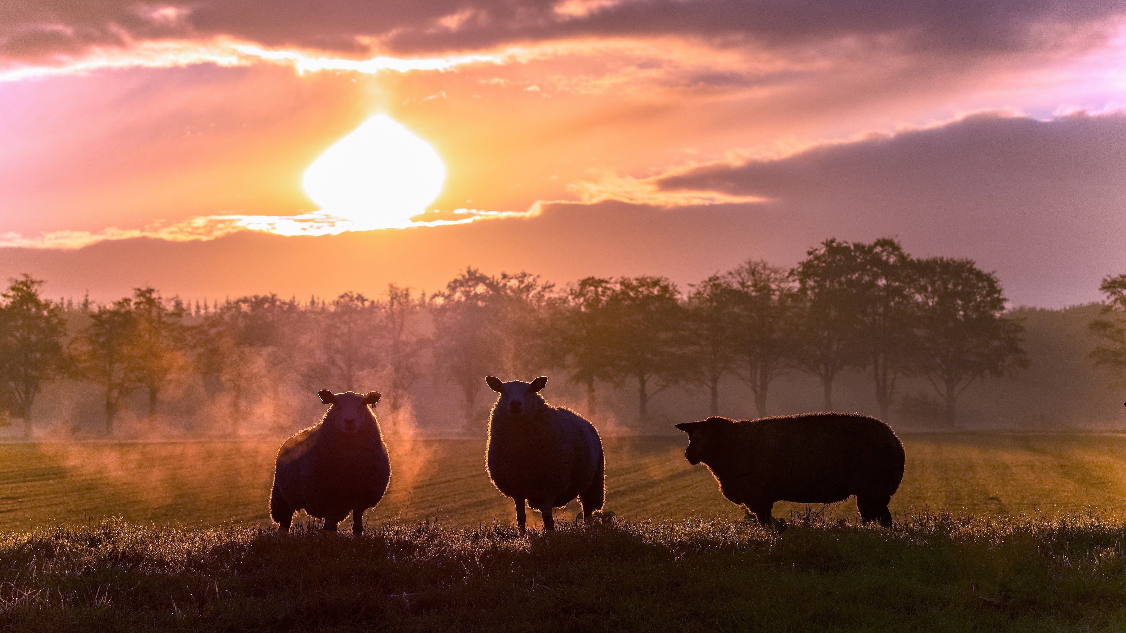 animal, sheep, pasture, sunset 4K
