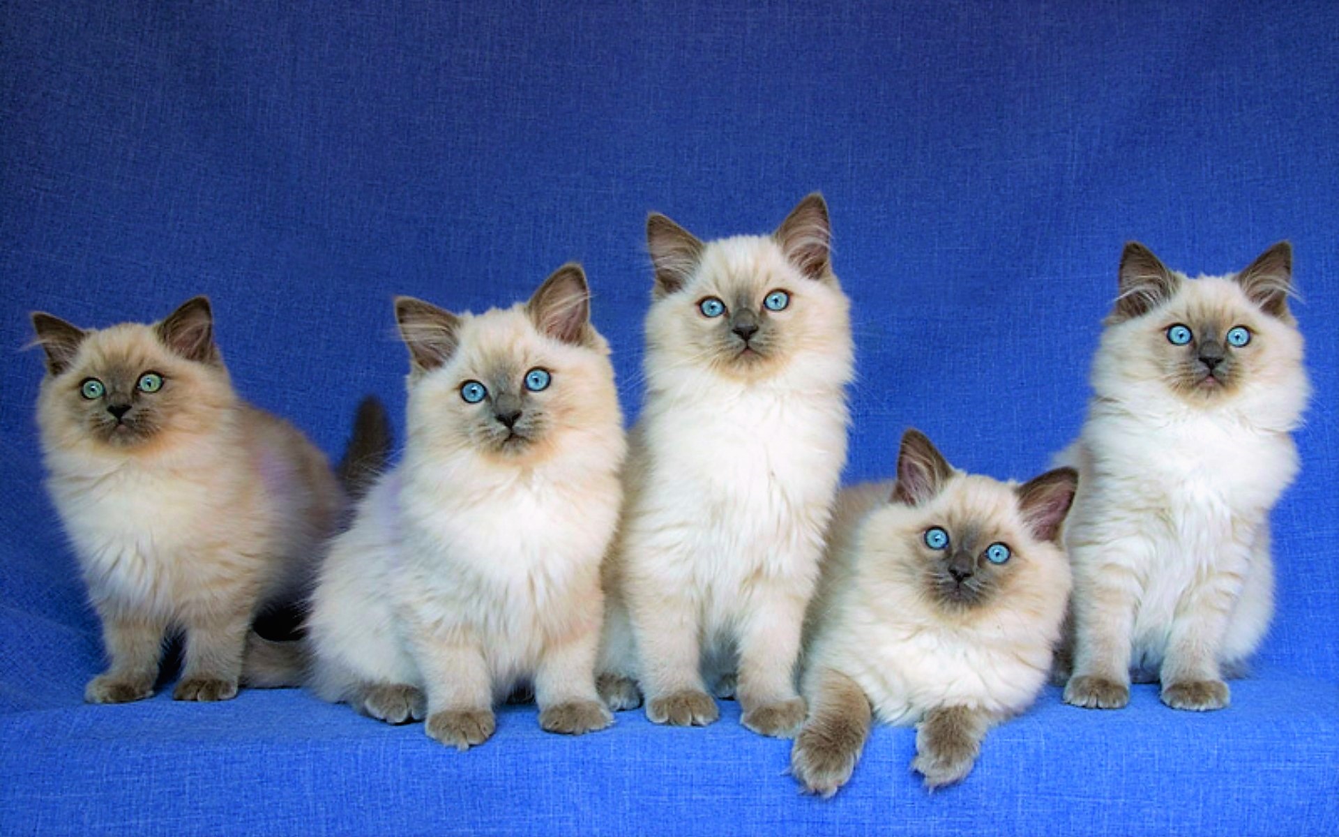 1504826 скачать обои котенок, бирманская кошка, животные, кошка, голубые глаза - заставки и картинки бесплатно