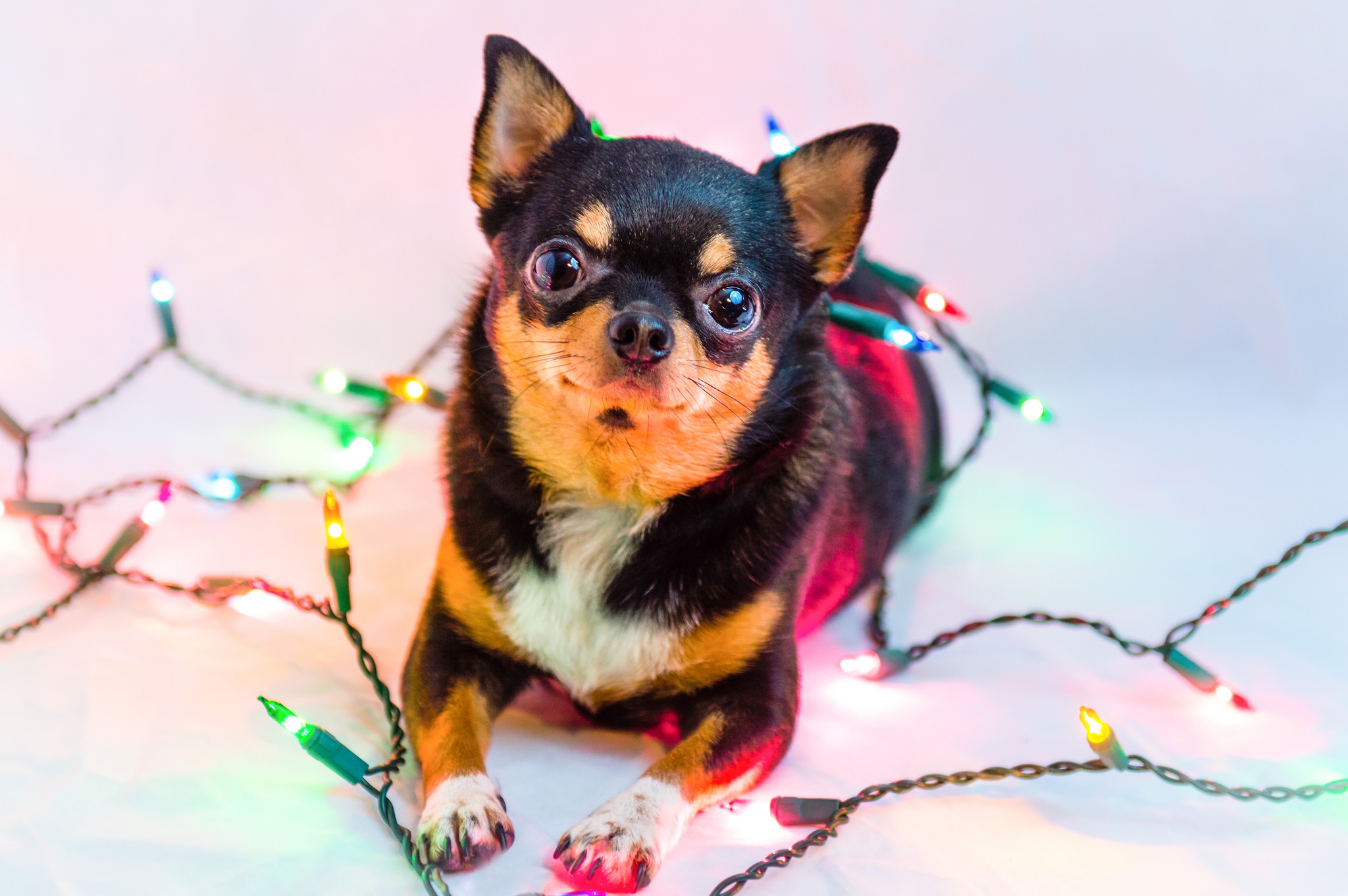 397807 скачать обои животные, чихуахуа, рождественские огни, собака, собаки - заставки и картинки бесплатно