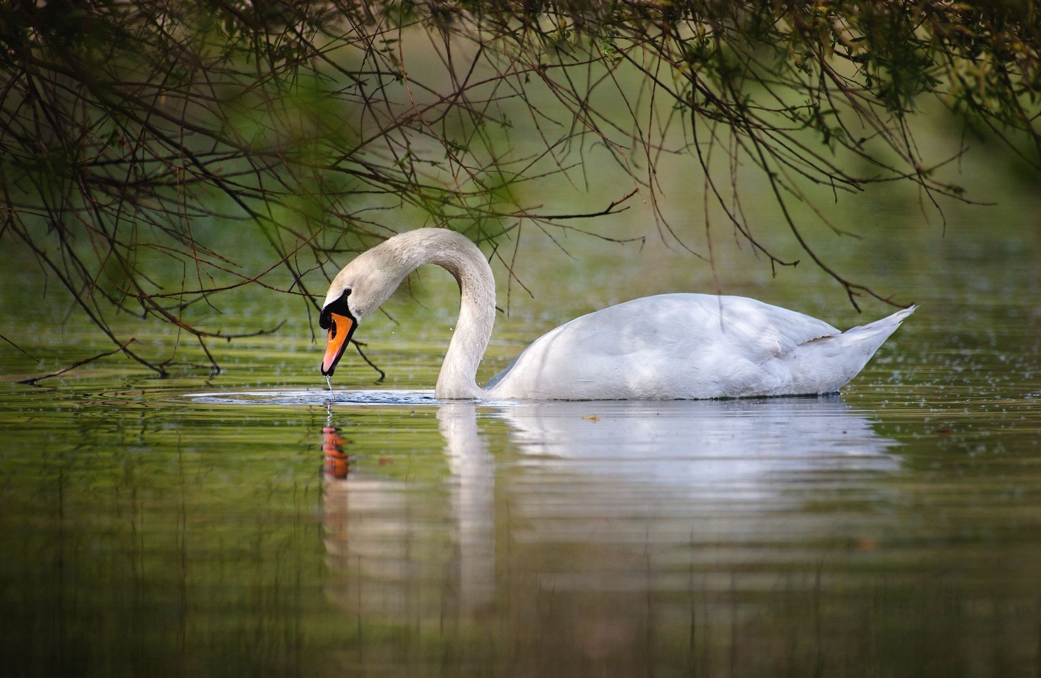 animal, mute swan, birds for android