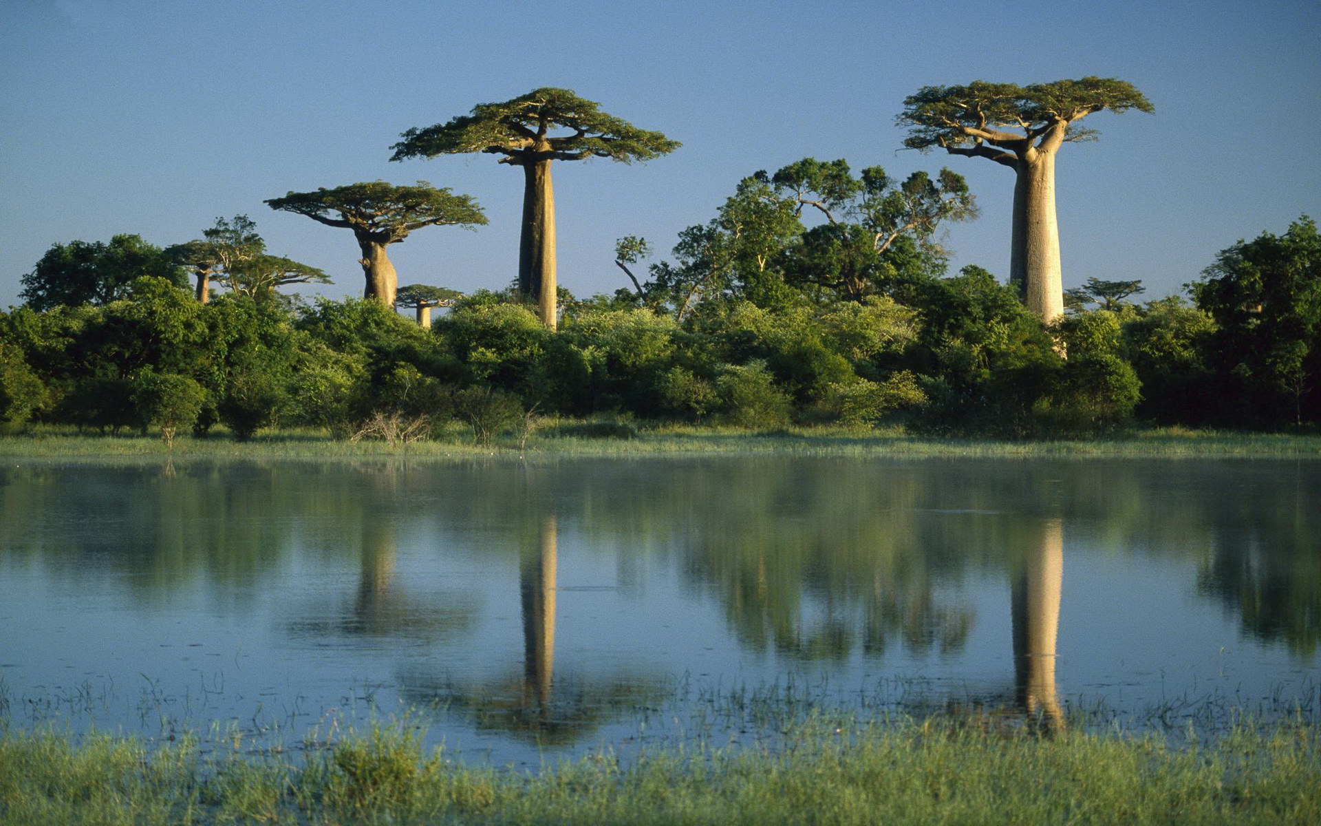 HD Baobab Tree Android Images
