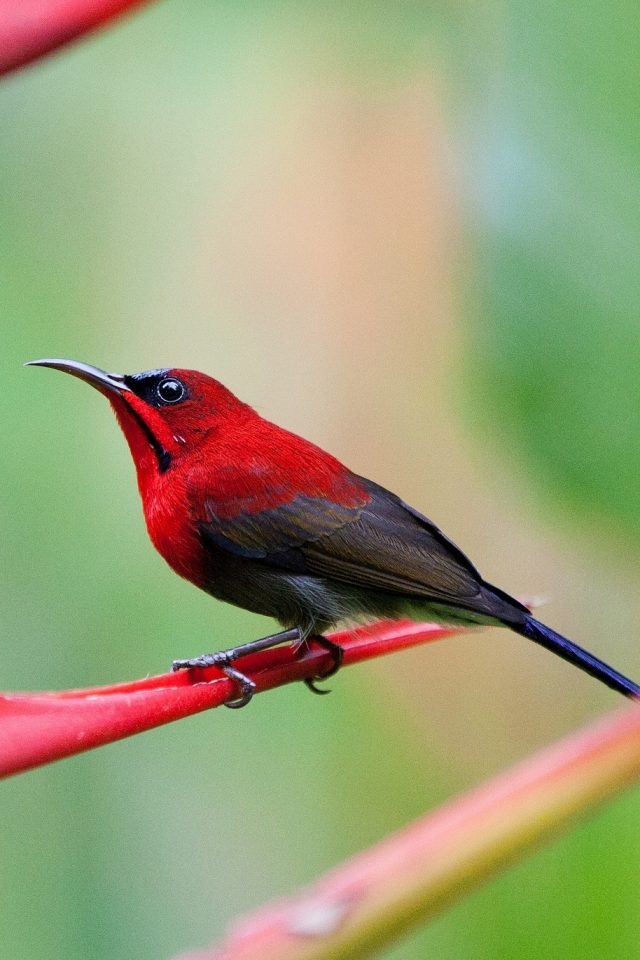 Natural Beauty birds cardinal flower humming sunbird HD phone  wallpaper  Peakpx