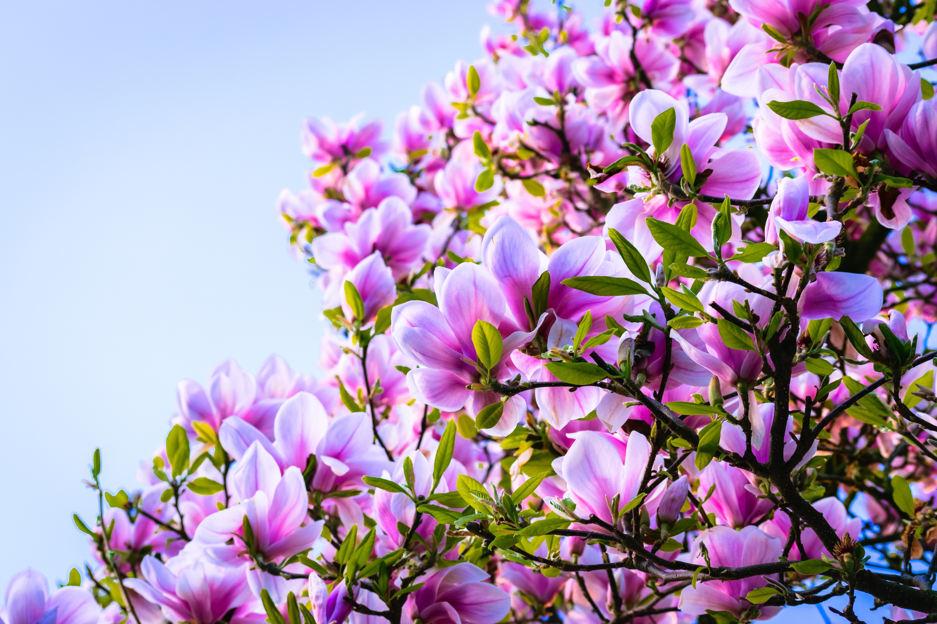417101 descargar imagen tierra/naturaleza, magnolia, rama, flor, naturaleza, flor rosa, primavera, árboles: fondos de pantalla y protectores de pantalla gratis