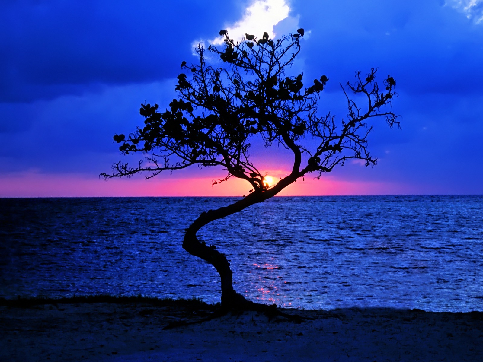 earth, tree, blue, horizon, lake, lonely tree, silhouette, sky, sun, sunset, twisted tree, trees