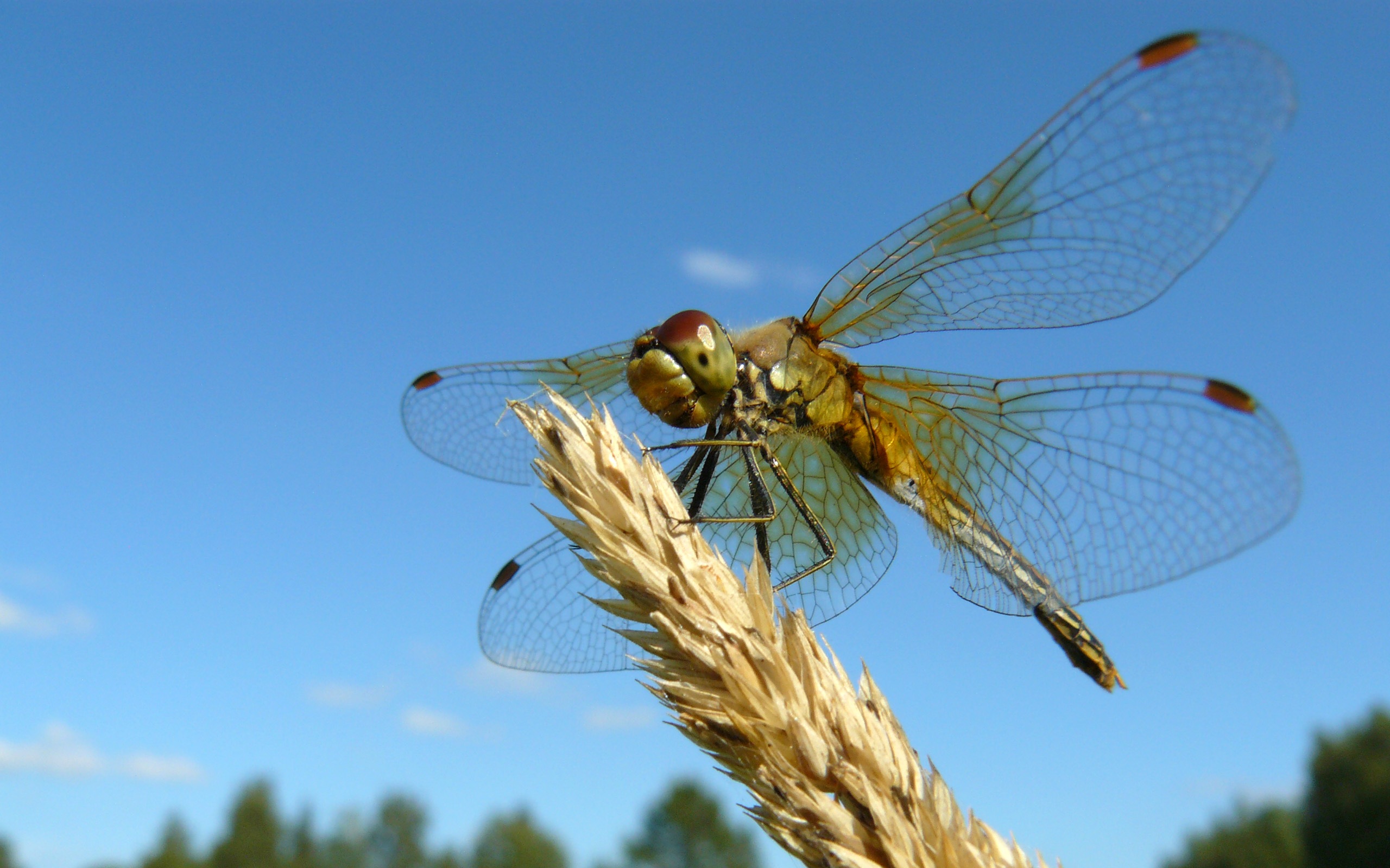 desktop Images animal, dragonfly, insects
