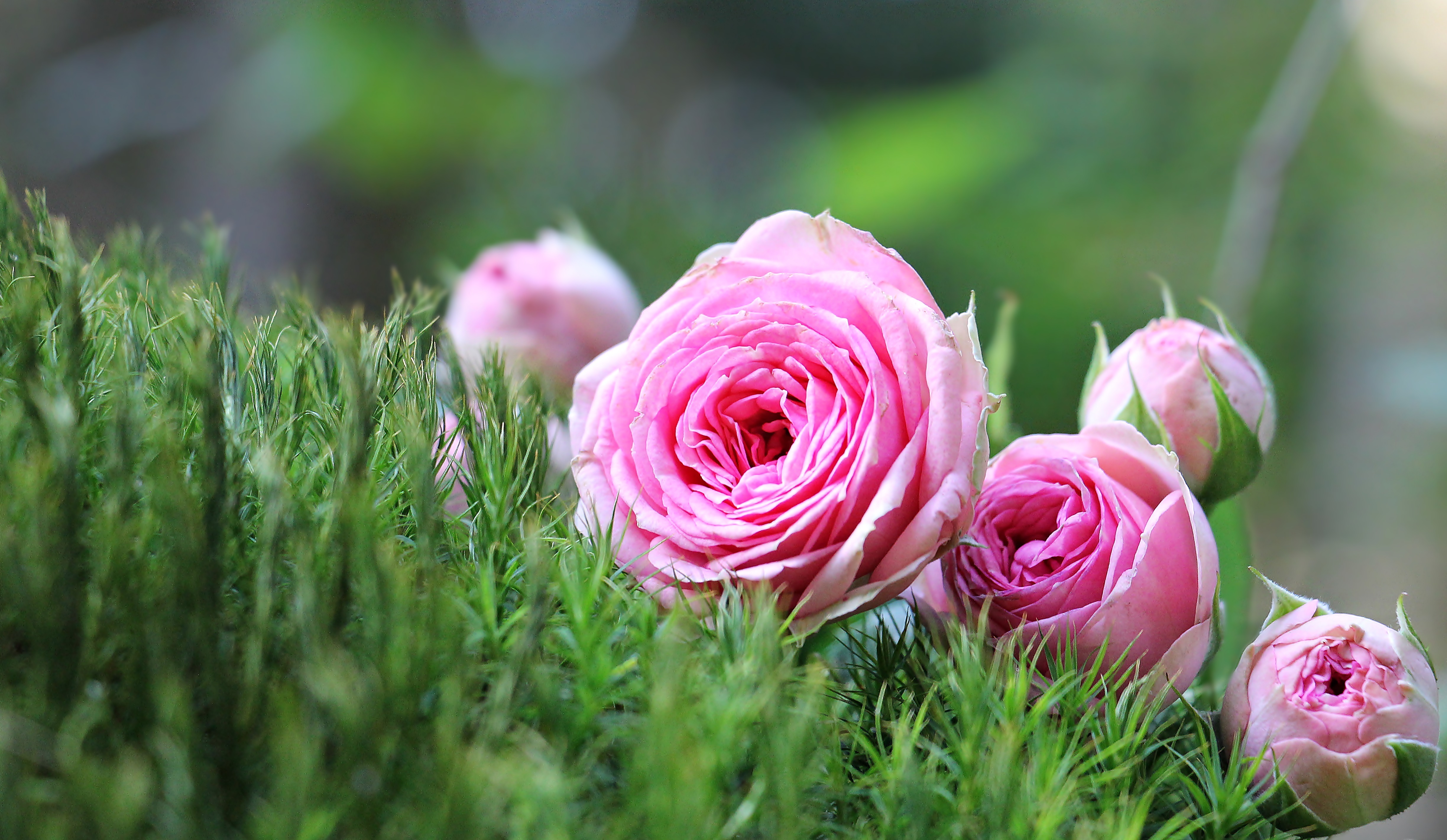 Handy-Wallpaper Roses, Blumen, Knospen, Bouquet, Strauß kostenlos herunterladen.