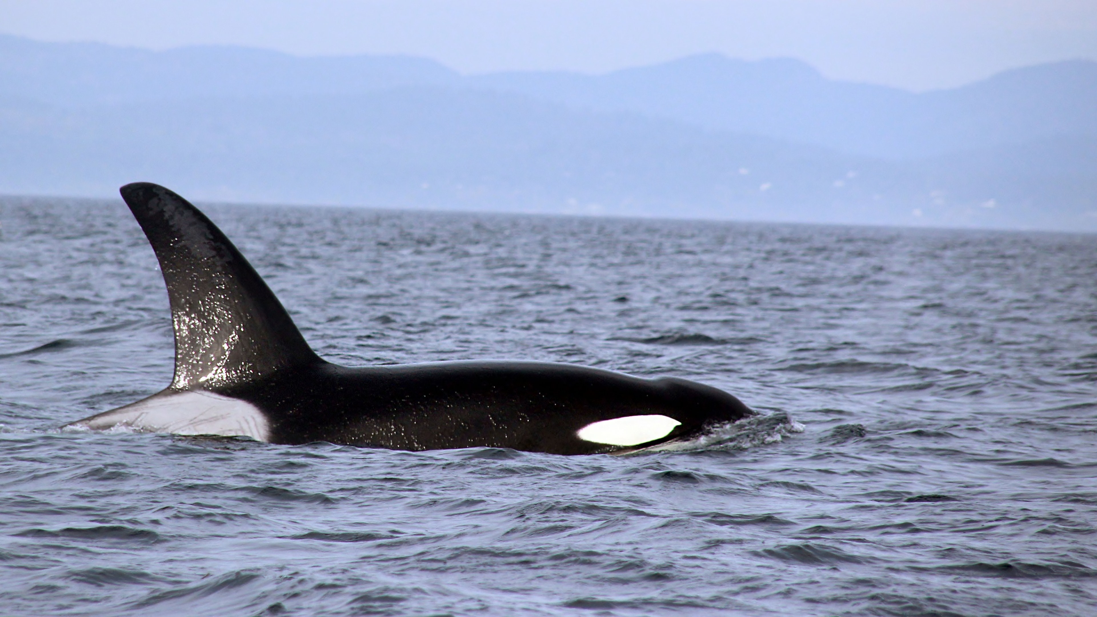 628856 télécharger l'image orque, baleine, animaux - fonds d'écran et économiseurs d'écran gratuits