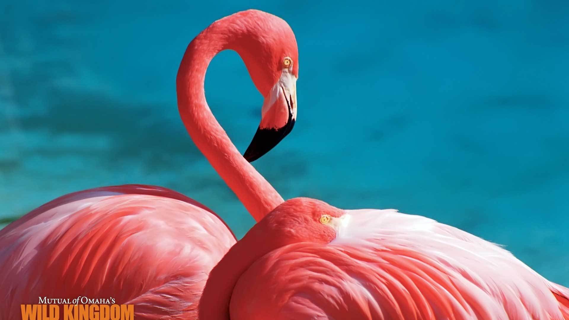 Download mobile wallpaper Animals, Flamingo, Birds for free.
