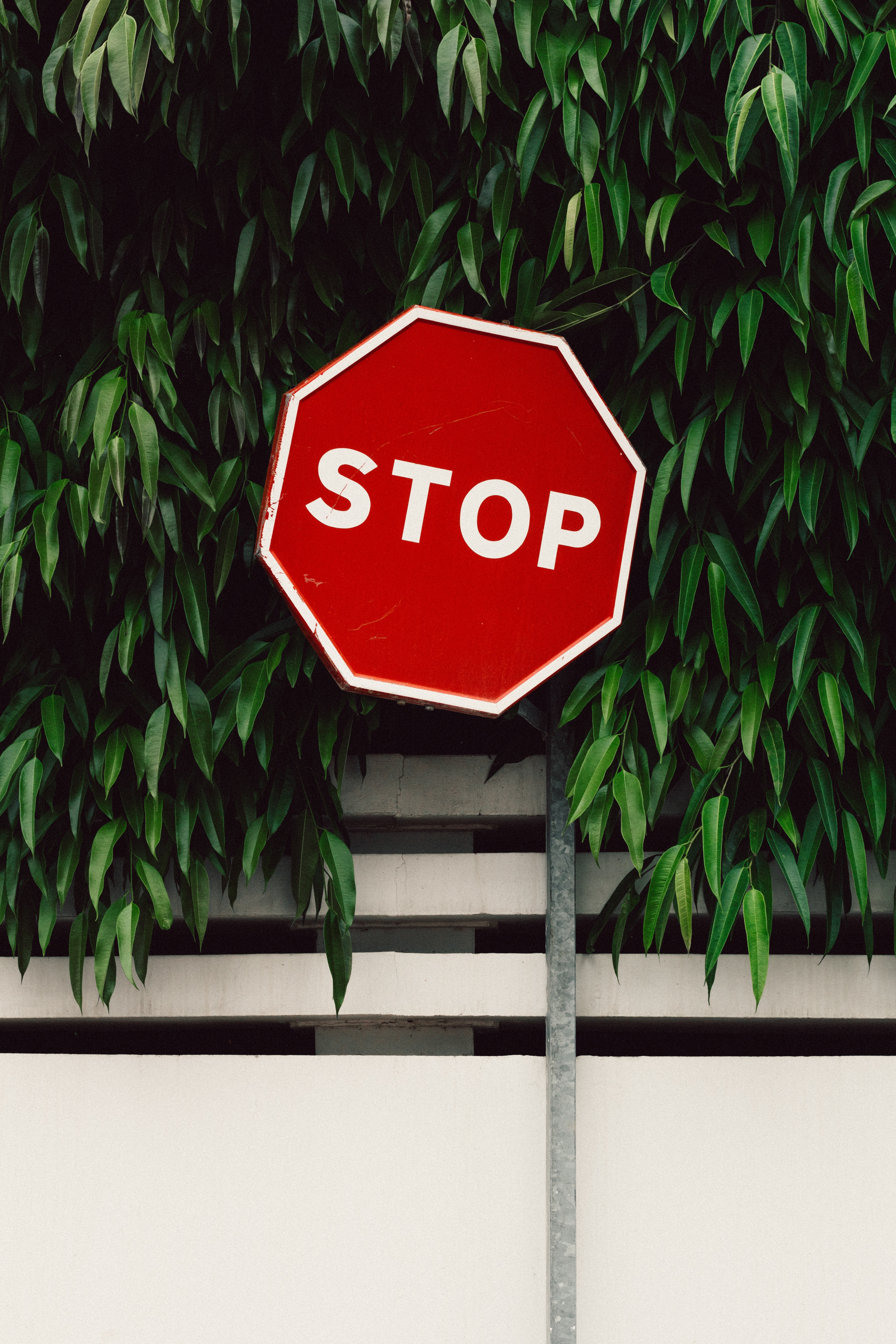 stop, words, fence, foliage, sign