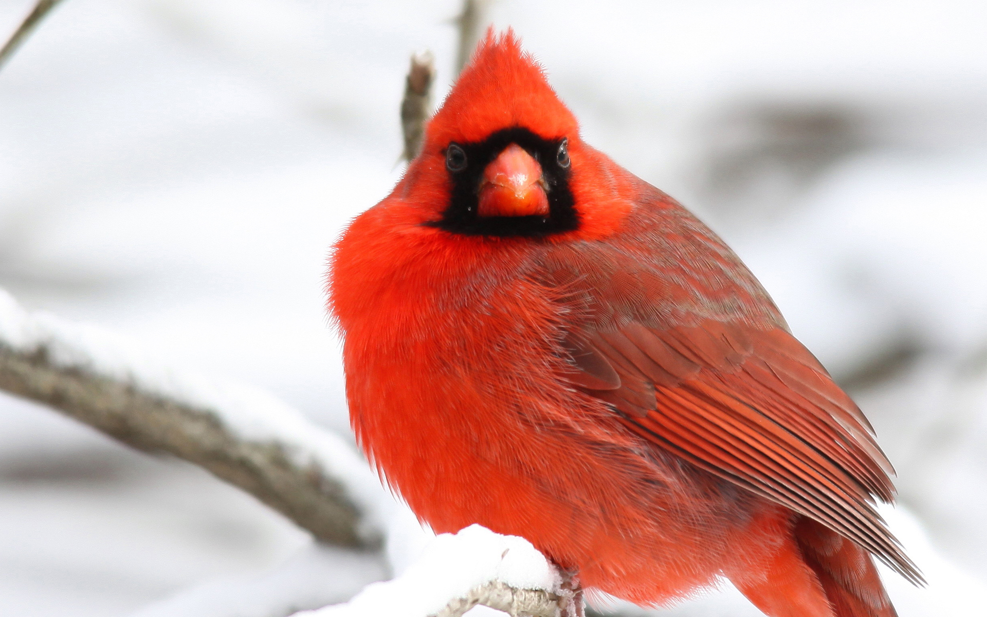 Птица кардинал фото и описание