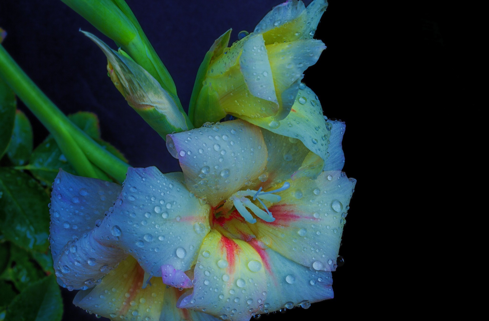 Download mobile wallpaper Gladiolus, Flowers, Earth for free.