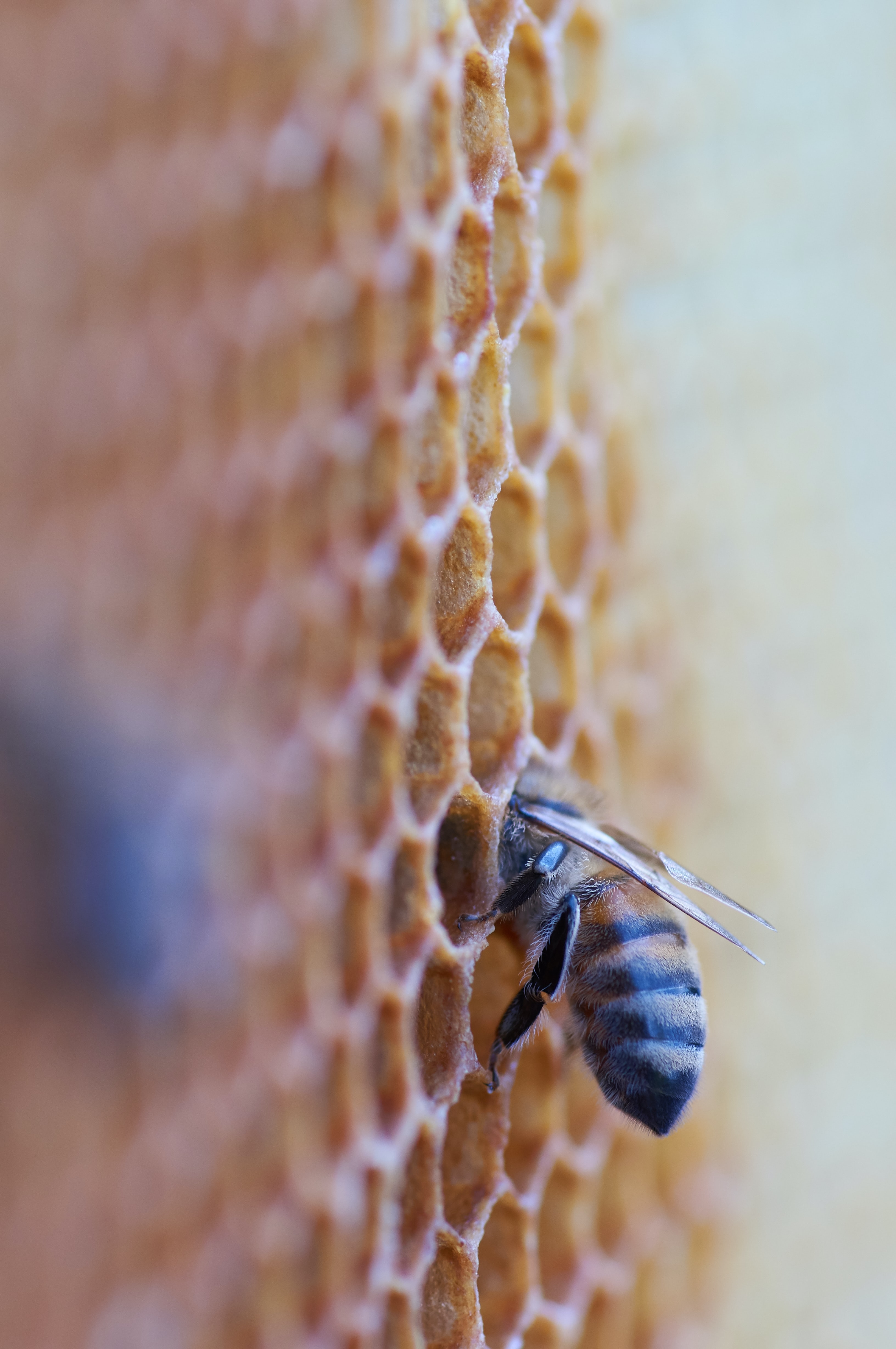 bee, macro, insect, honeycomb Full HD