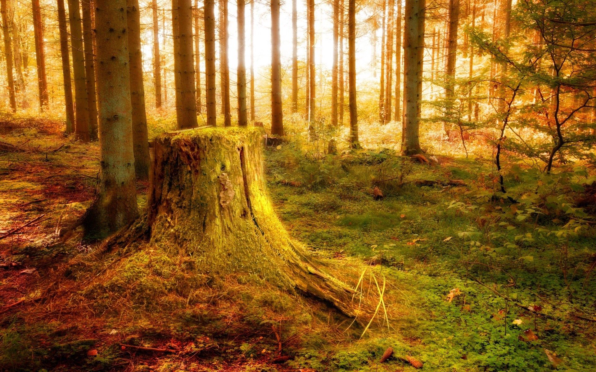 Laden Sie das Natur, Bäume, Scheinen, Licht, Wald, Vegetation, Stumpf-Bild kostenlos auf Ihren PC-Desktop herunter