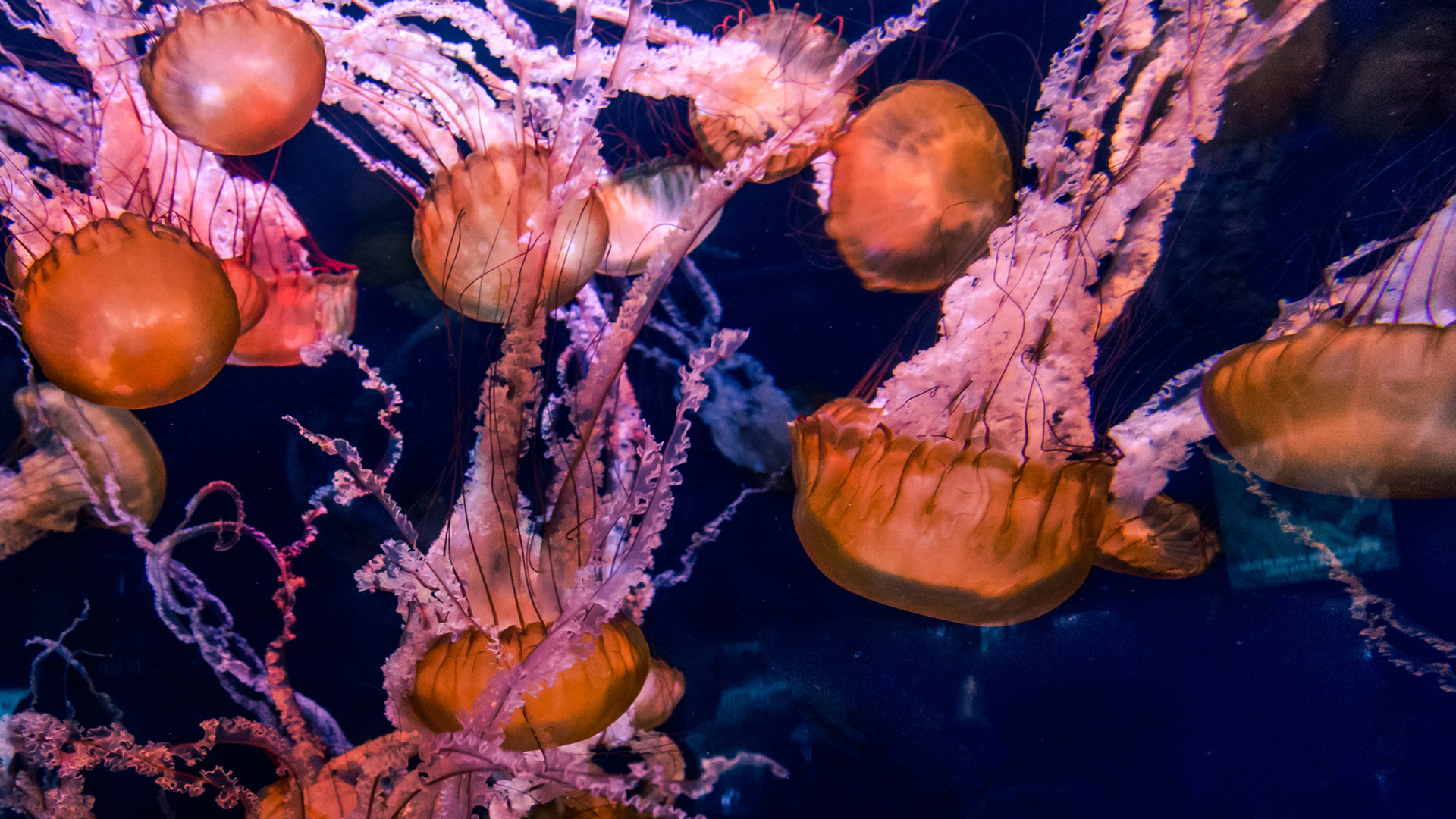 Хиронекс медуза