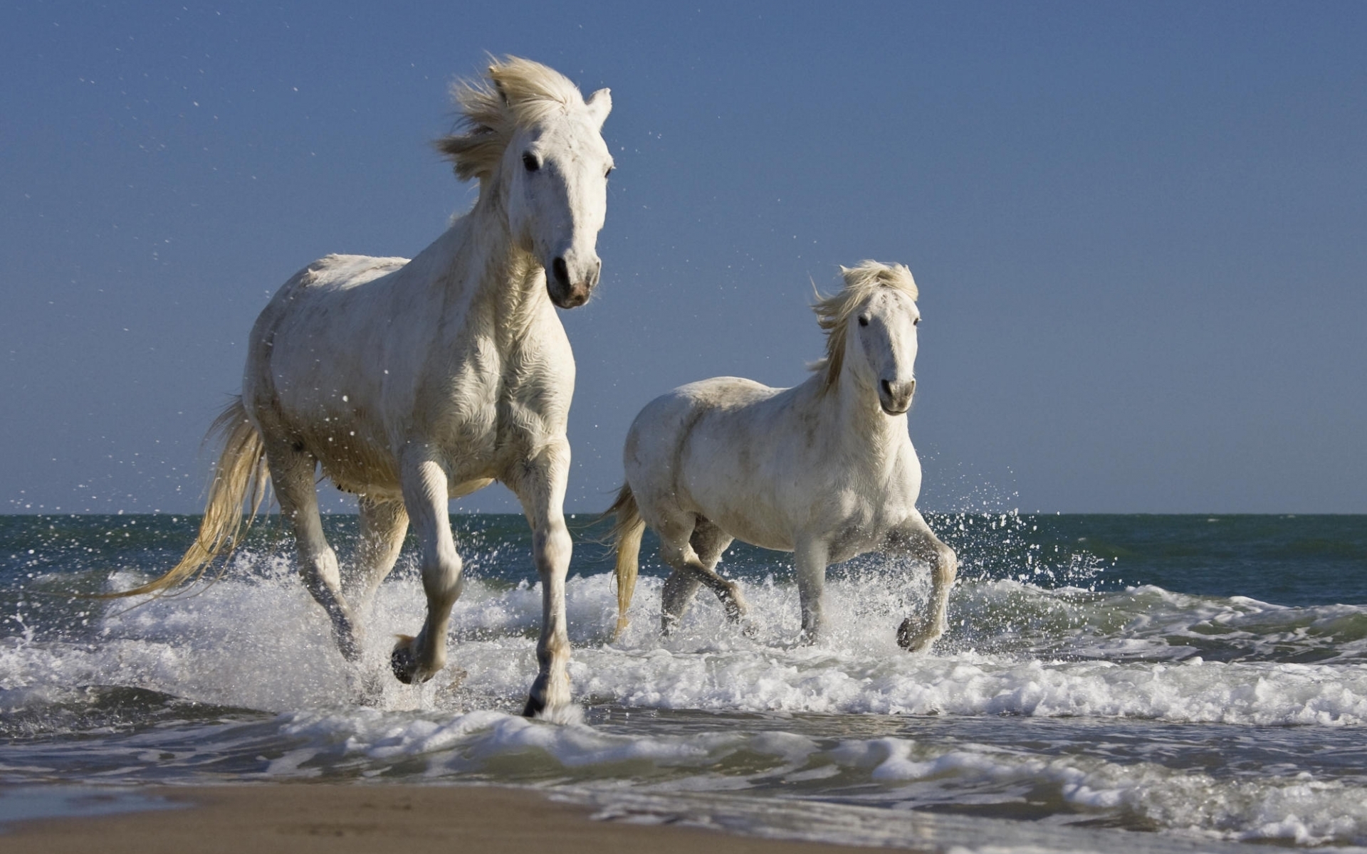 Desktop FHD horses, animals