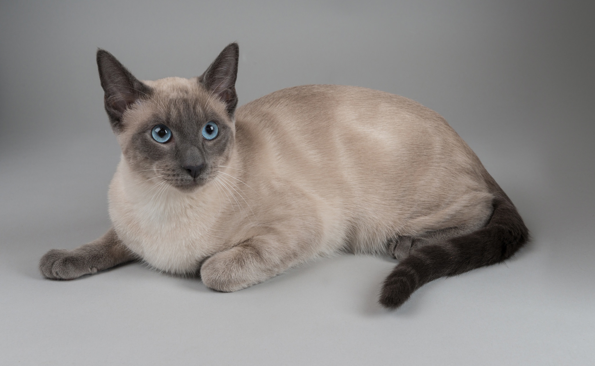 Серая сиамская кошка. Тайская короткошерстная кошка. Сиамская и тайская кошка. Блю-поинт сиамский характер. Сиамская голубая кошка.