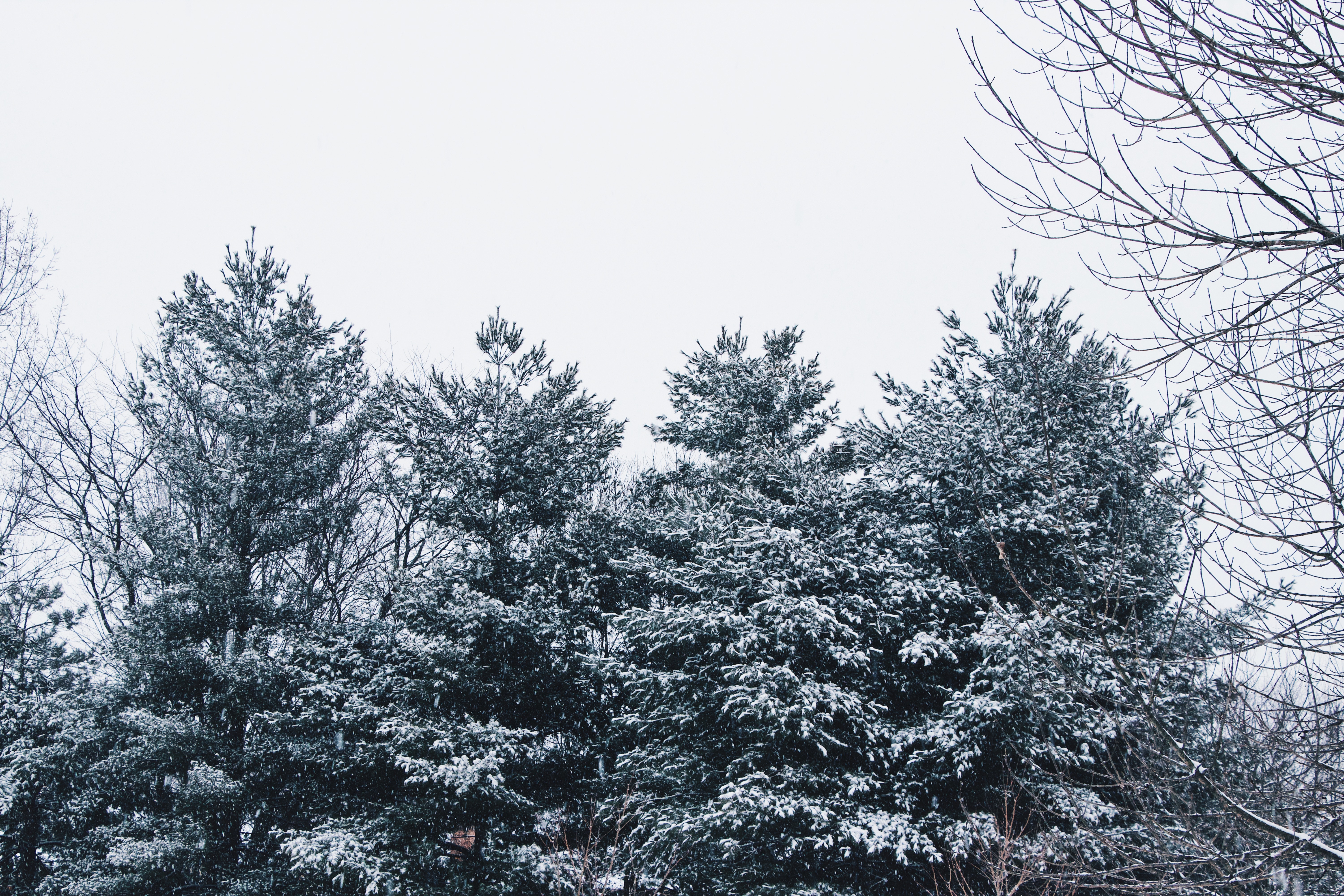 82744 скачать картинку снег, природа, деревья, небо, лес, ветки, заснеженный - обои и заставки бесплатно
