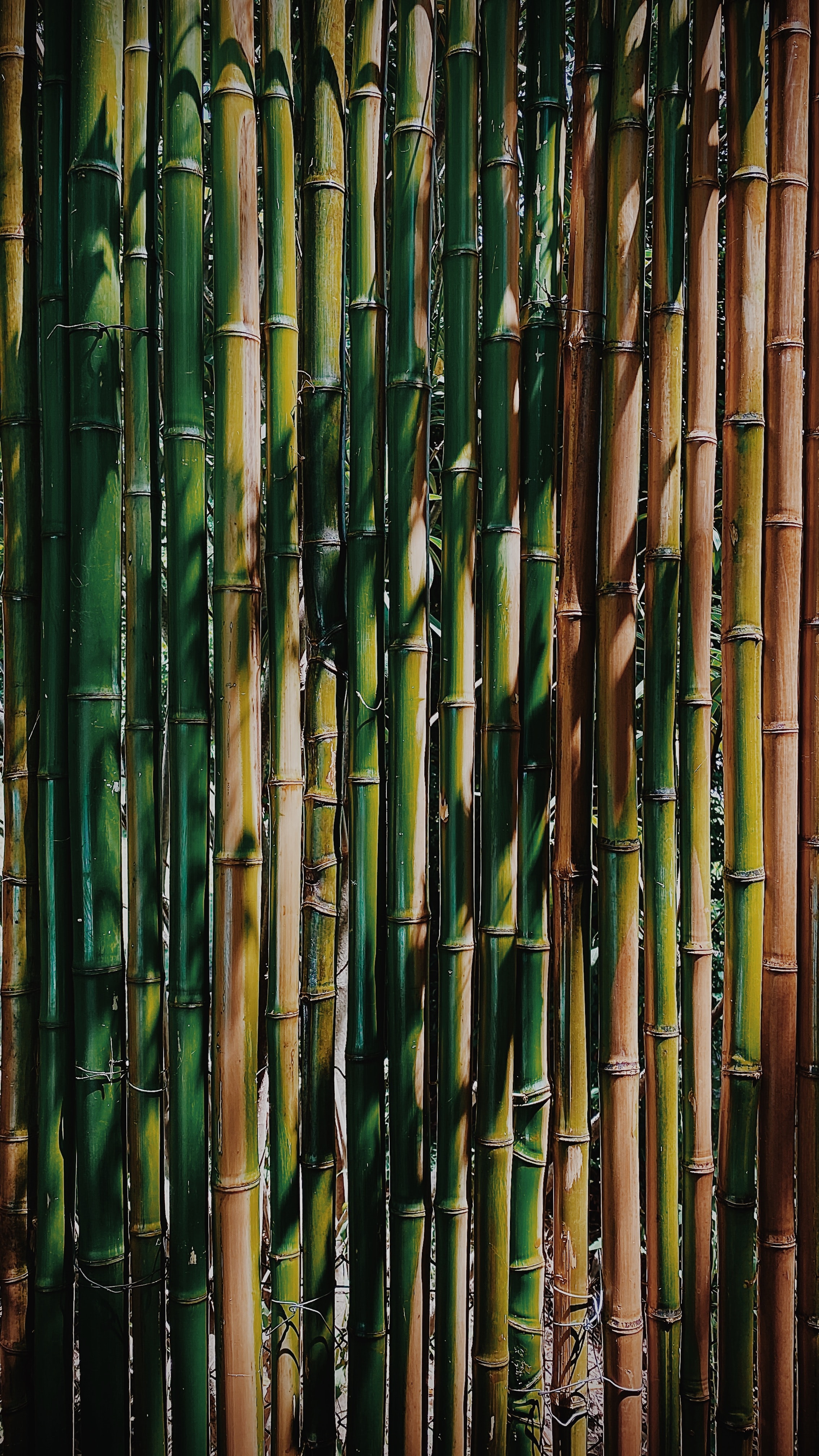 Handy-Wallpaper Pflanze, Vorbauten, Stammt, Bambus, Textur, Texturen kostenlos herunterladen.