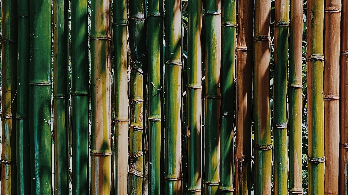 Бамбуковые обои текстура