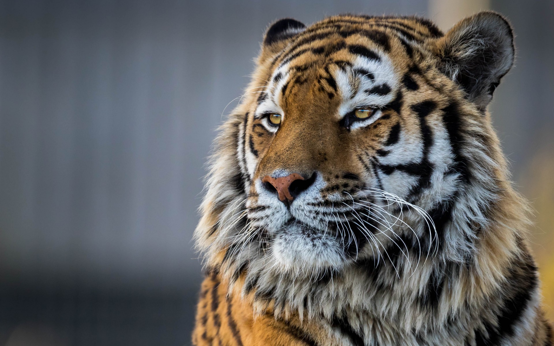 Фото тигра в хорошем качестве на аватарку