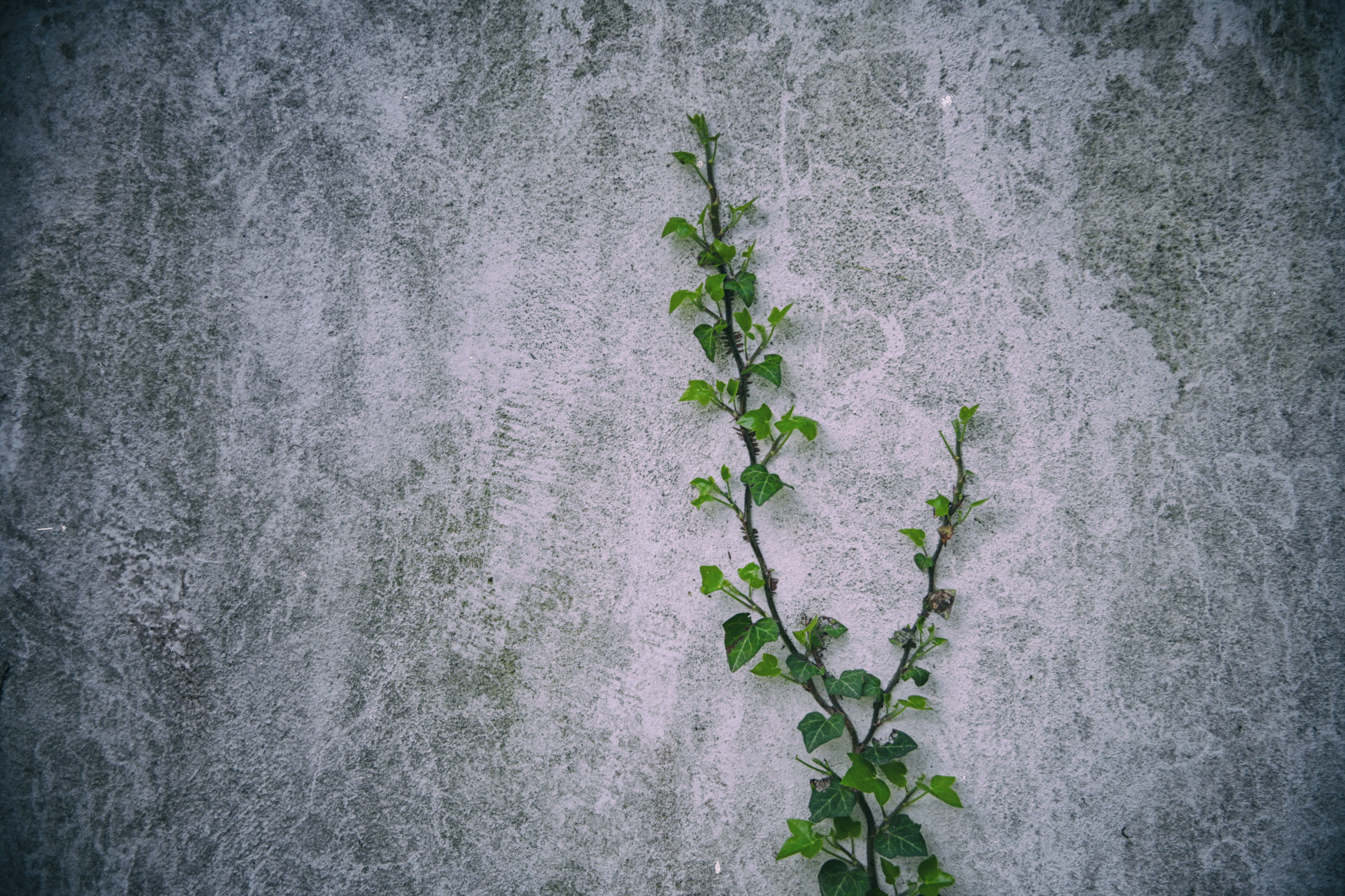 Download mobile wallpaper Loach, Texture, Wall, Plant, Textures for free.