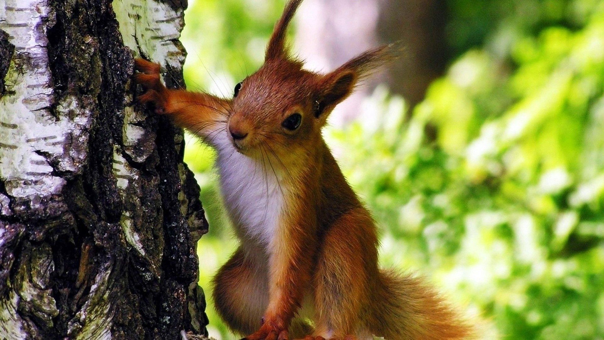 Download mobile wallpaper Wood, Climb, Animals, Animal, Tree, Squirrel for free.