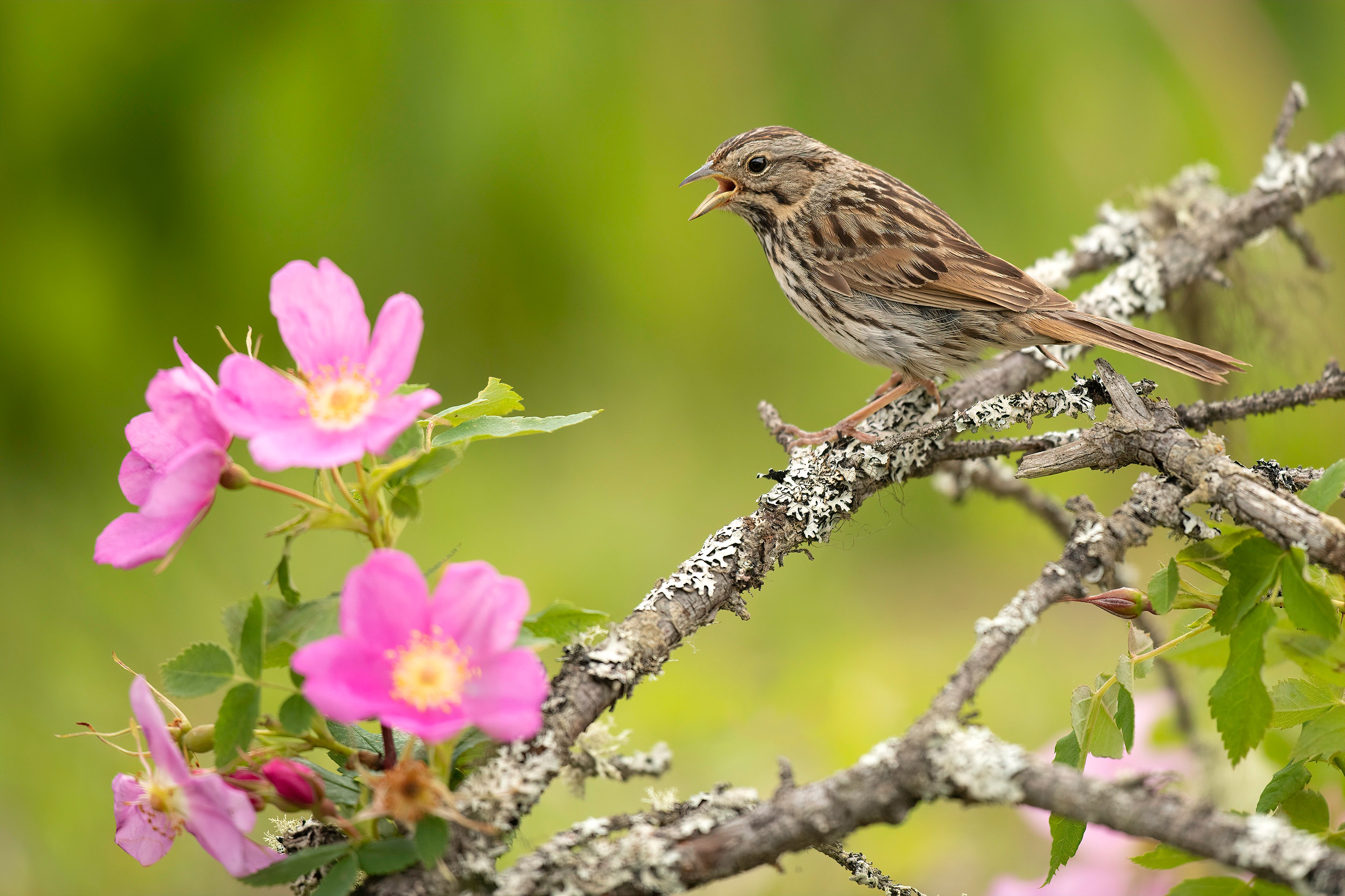animal, nightingale, bird, flower, birds 4K Ultra