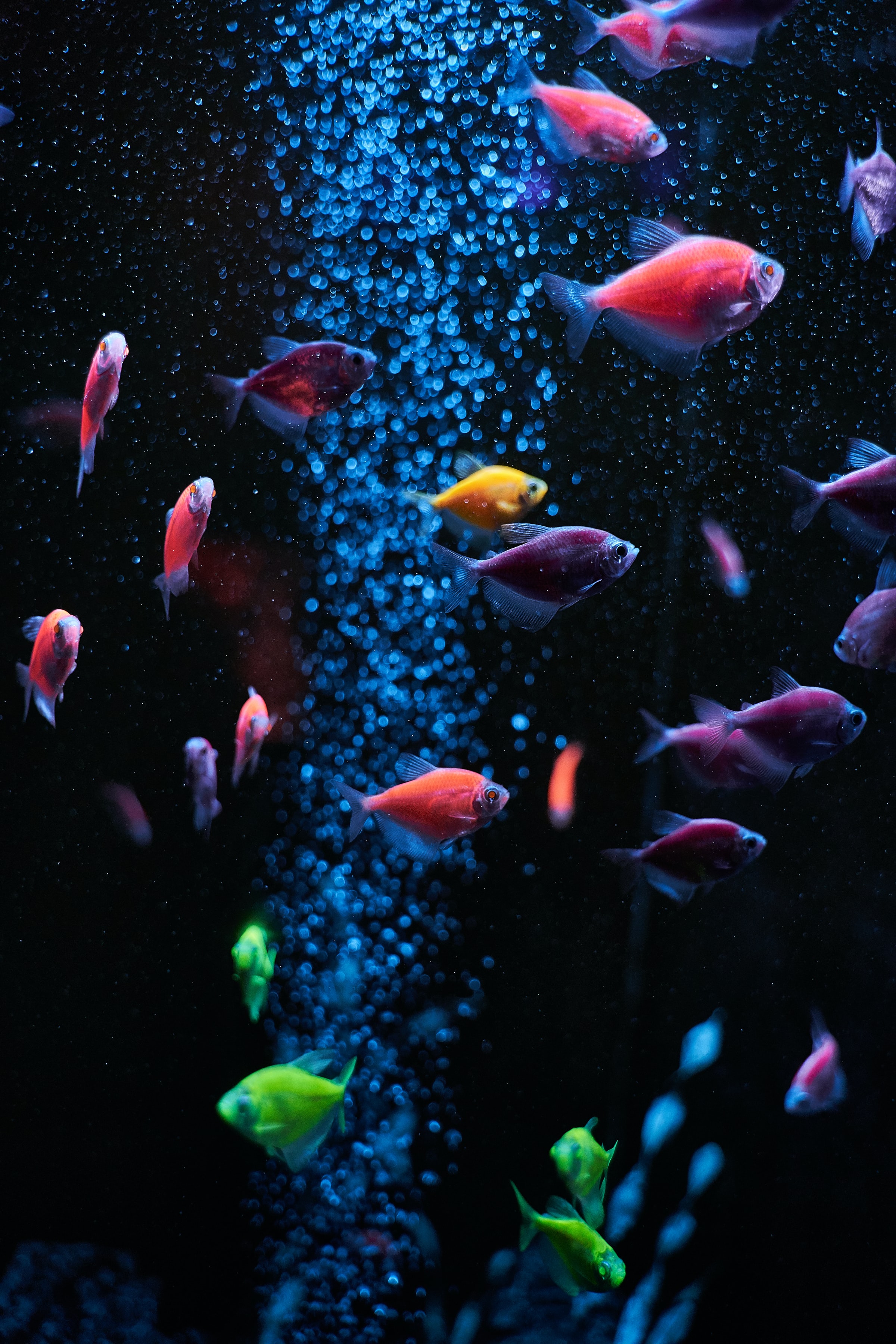 138402 télécharger le fond d'écran poissons, aquarium, animaux, eau, bubbles - économiseurs d'écran et images gratuitement